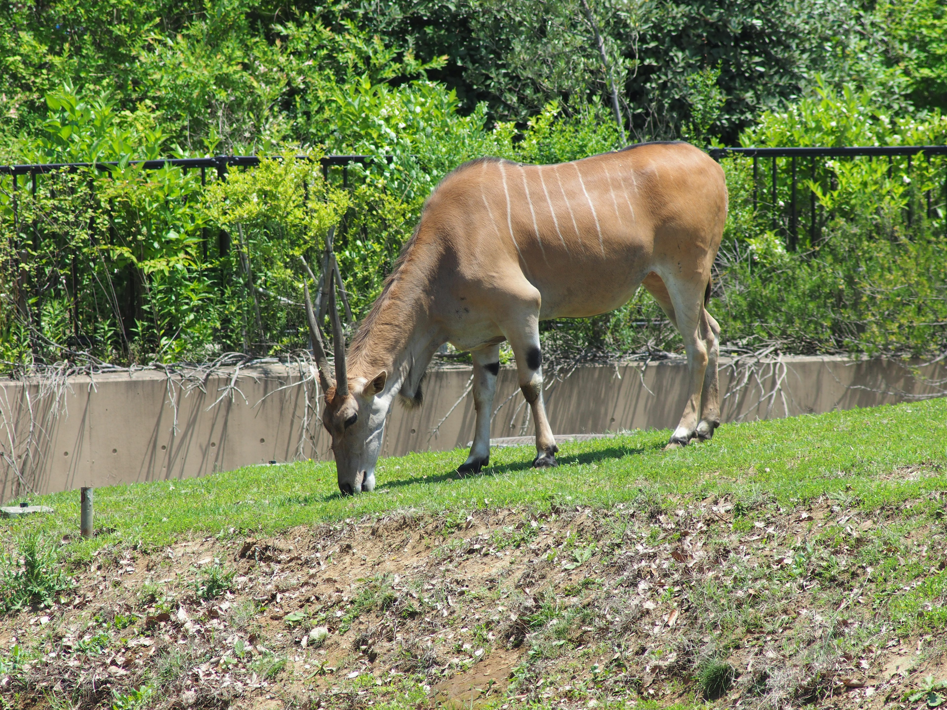 Eland grazing on grass with a green background