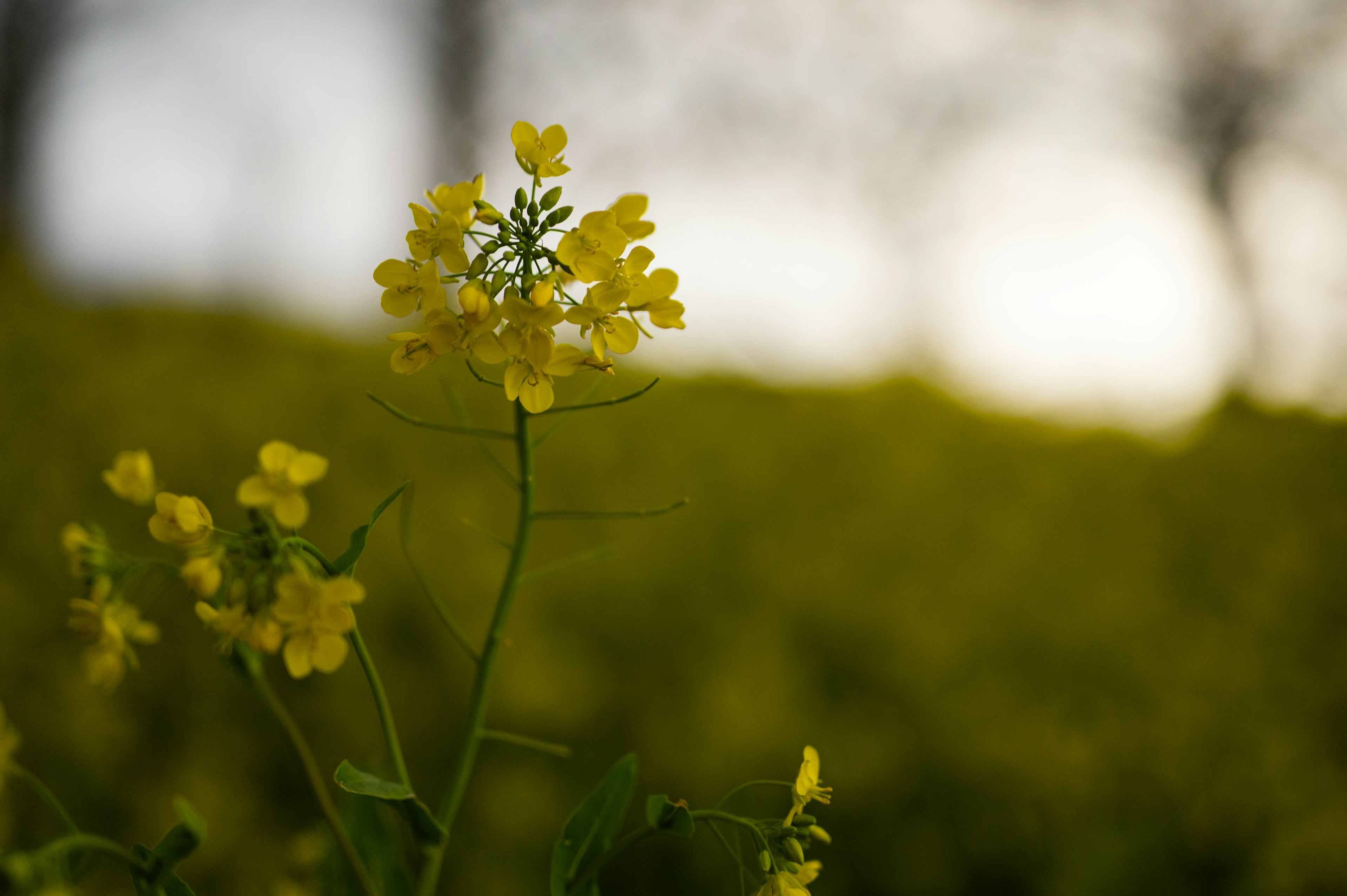 Nahaufnahme einer gelben Blume mit verschwommenem gelben Blumenfeld im Hintergrund