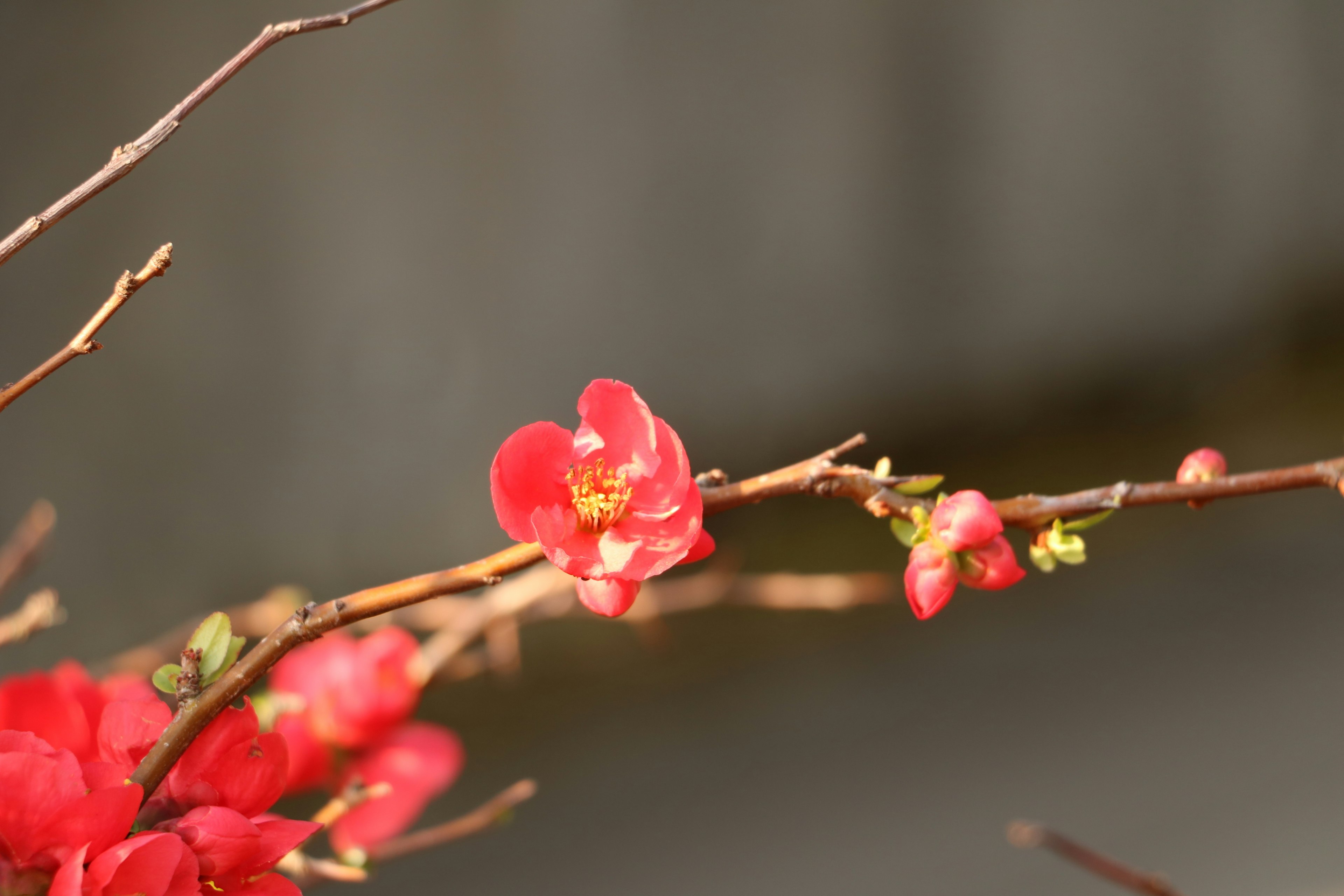 Close-up of a branch with blooming red flowers