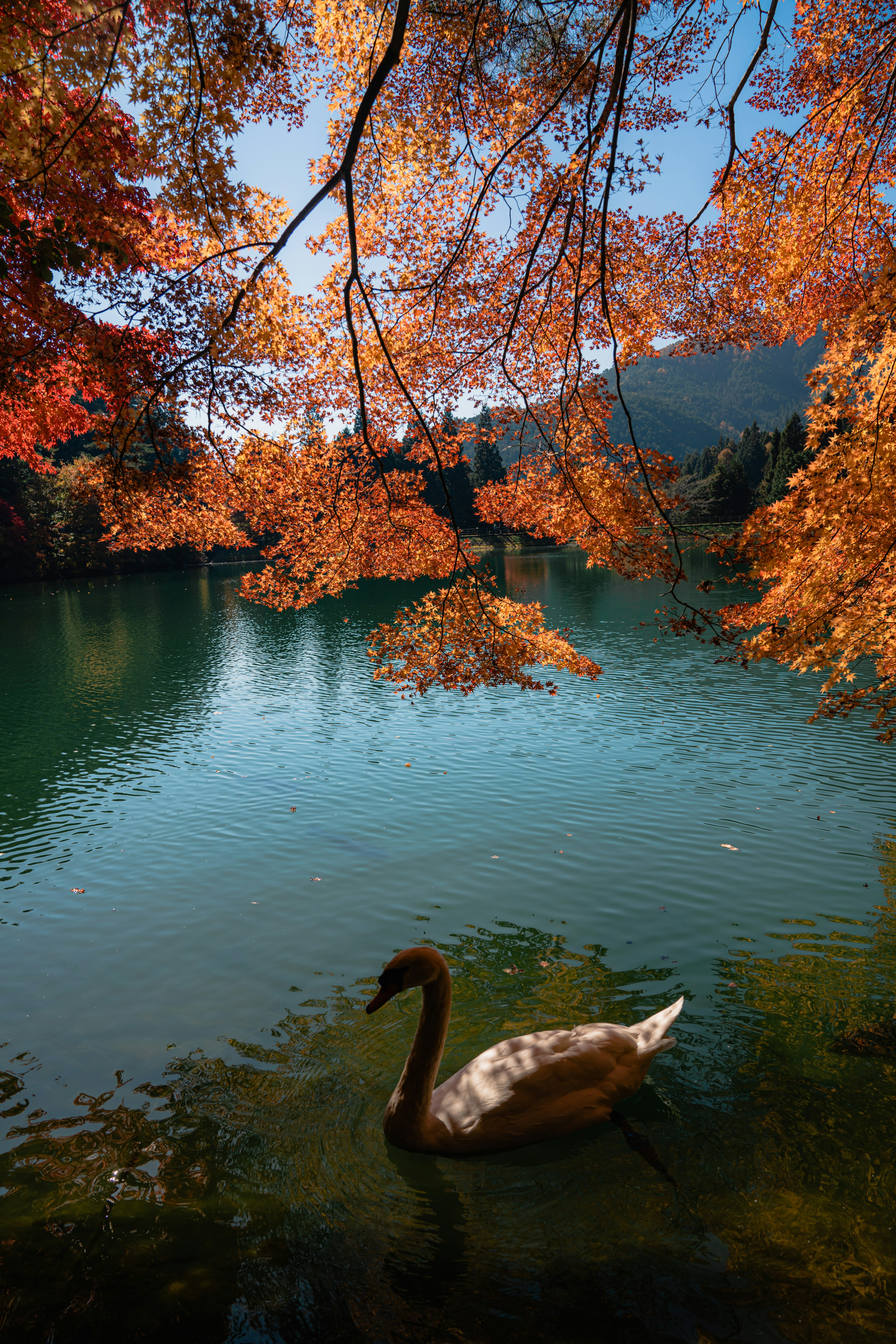 美しい池の近くにいる白鳥とオレンジ色の紅葉の木々