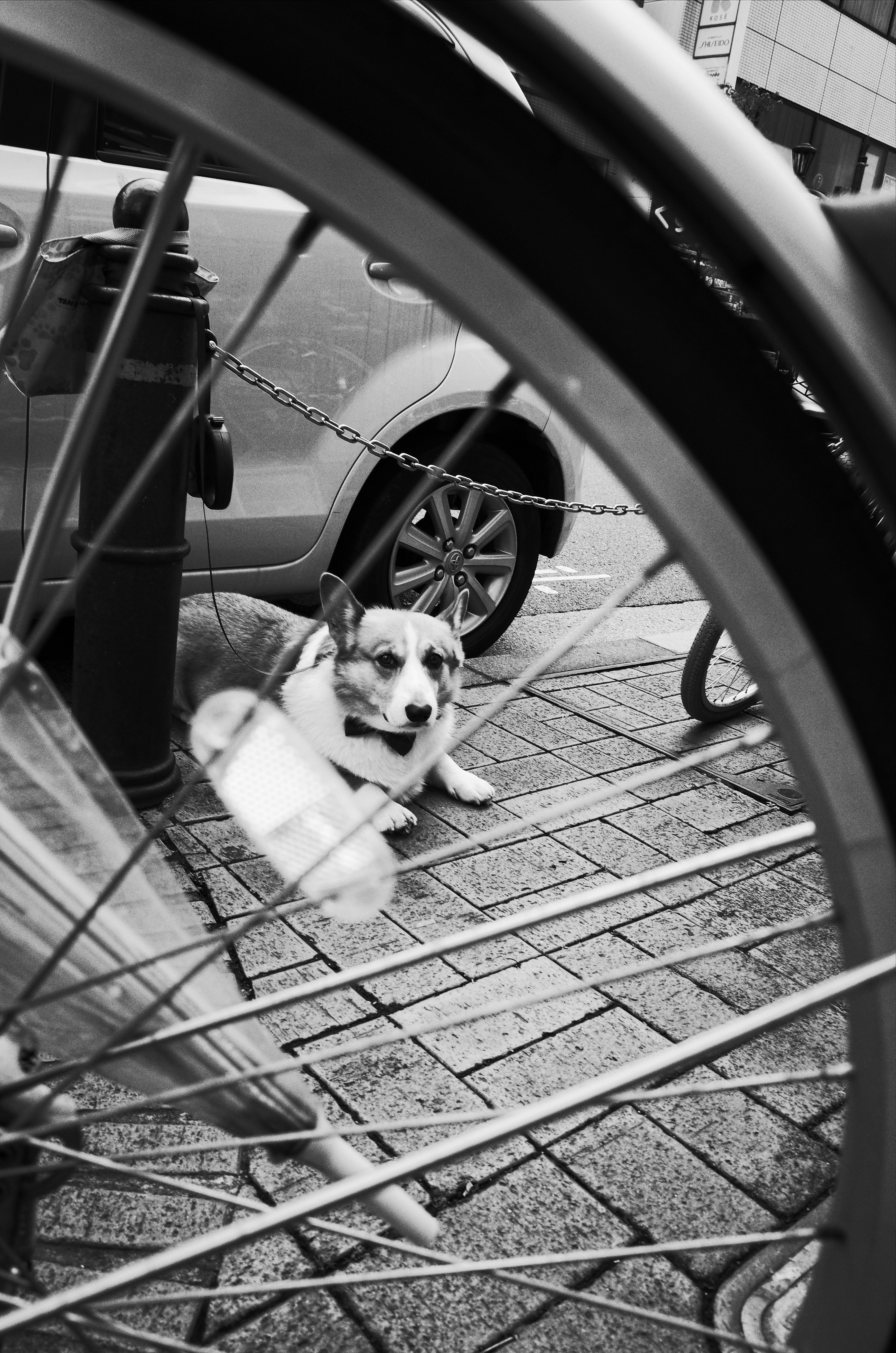 A dog seen through a bicycle wheel with a parked car in the background