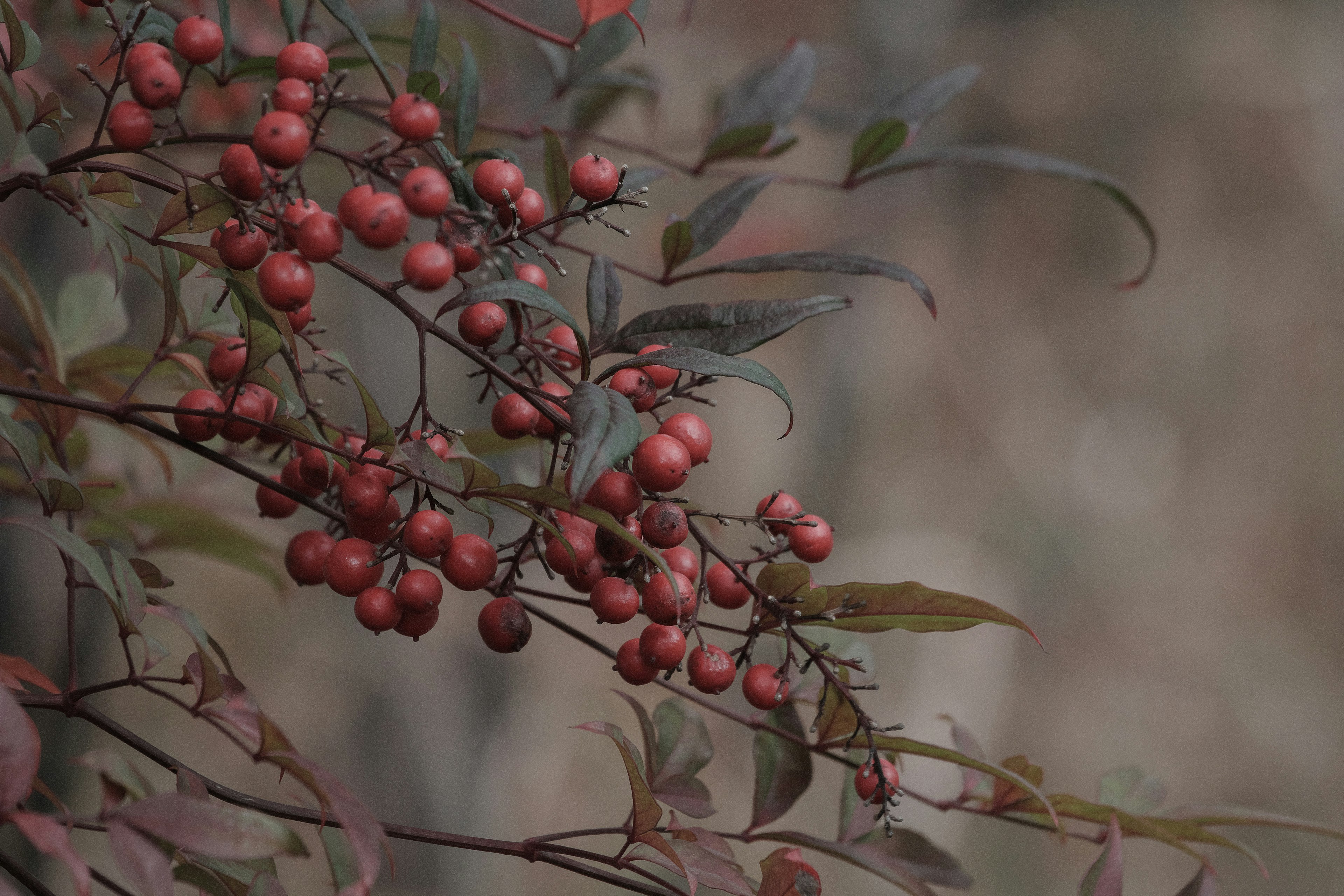 Kedekatan cabang tanaman dengan buah merah dan daun