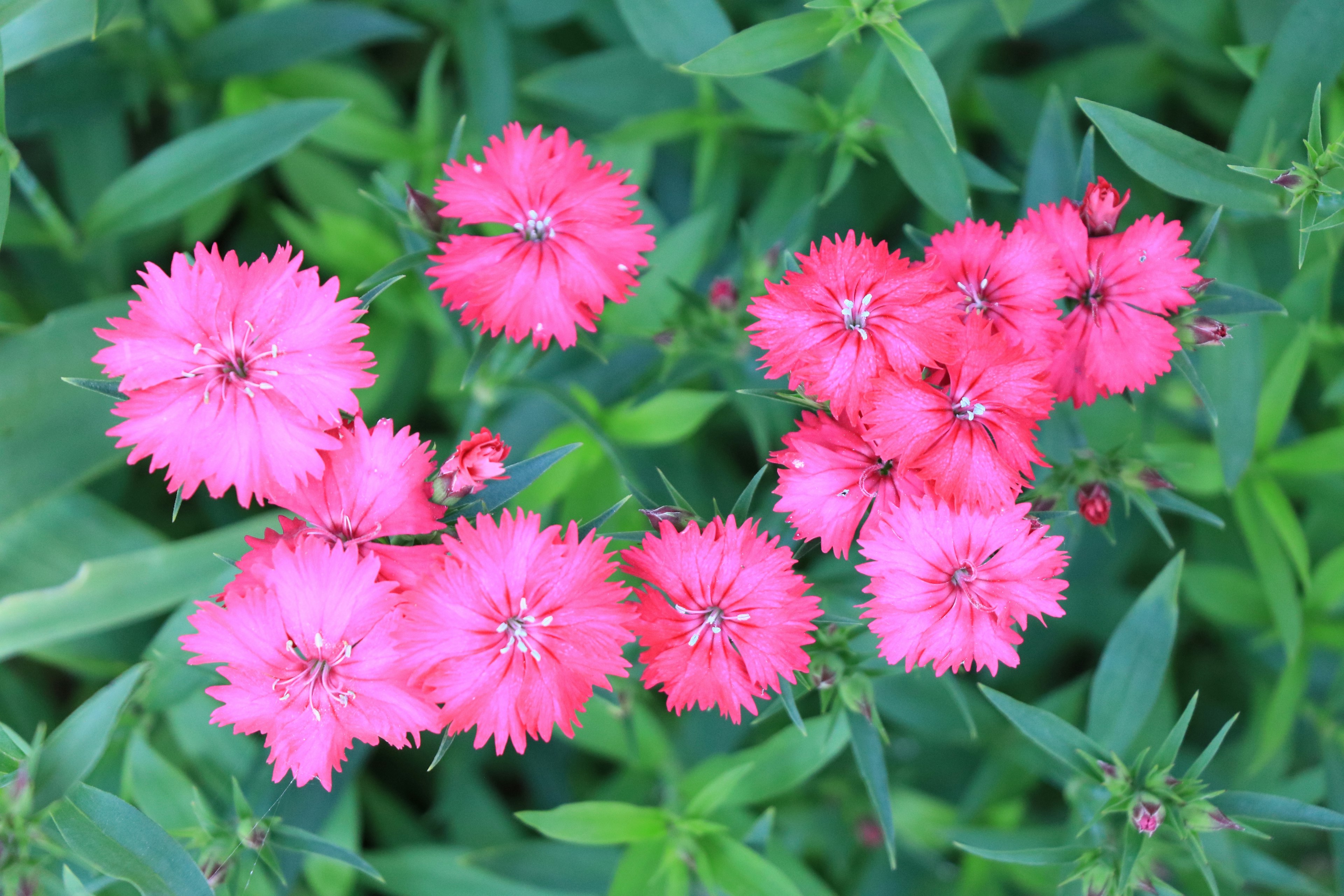 Gambar dengan bunga pink dikelilingi daun hijau