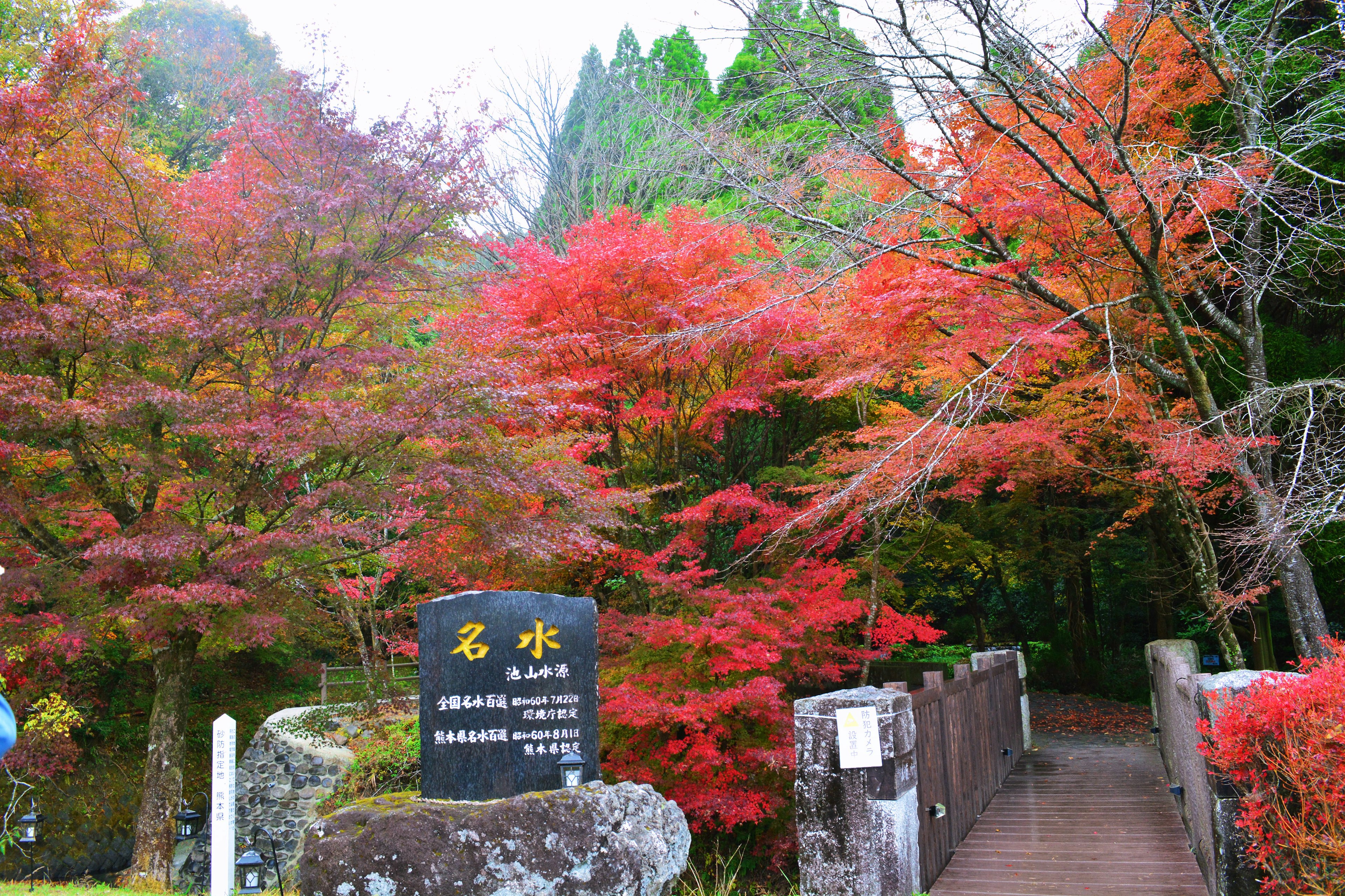 赤い紅葉に囲まれた橋と看板の風景