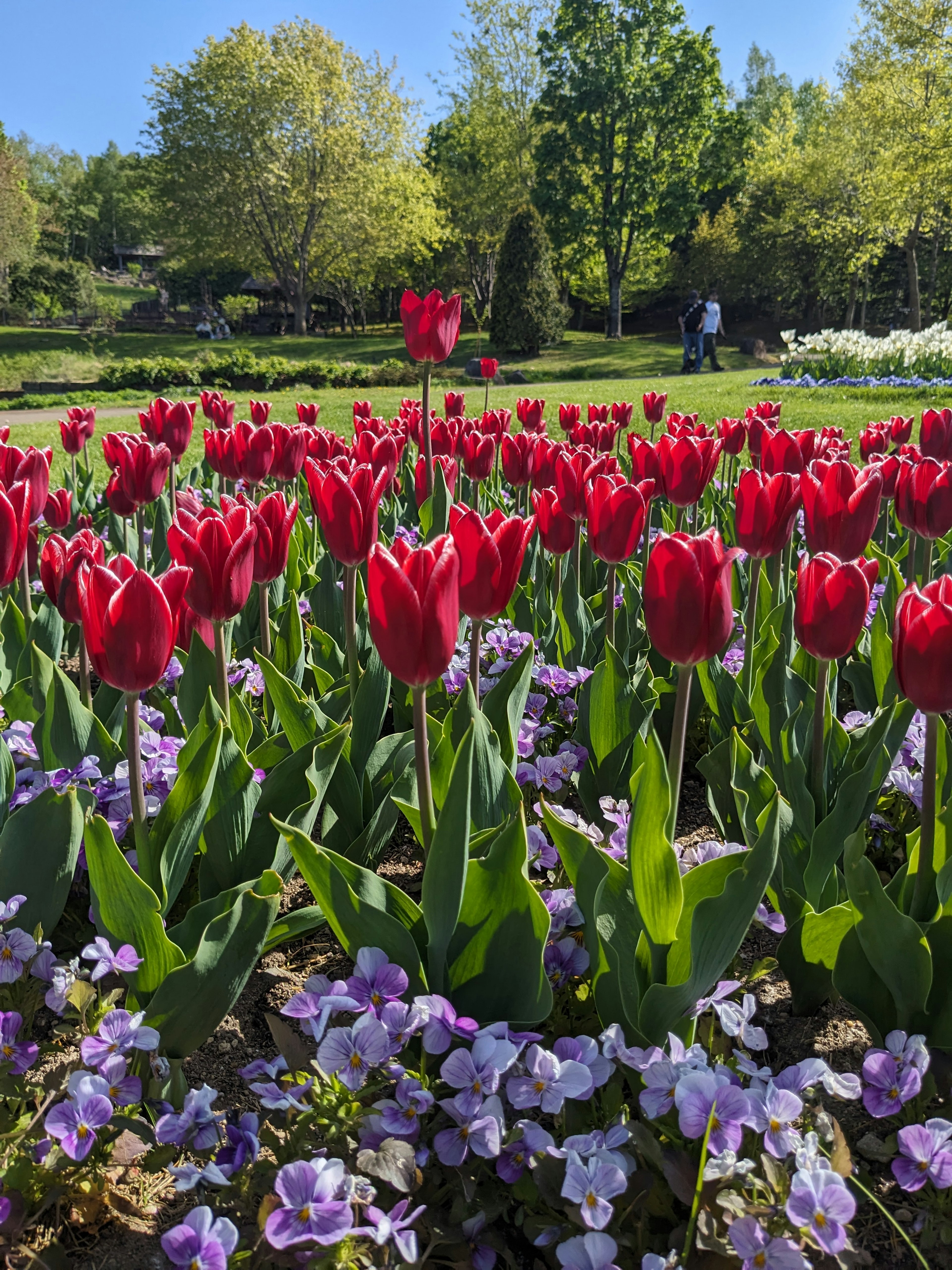 Tulipes rouges vives et pensées violettes dans un beau jardin