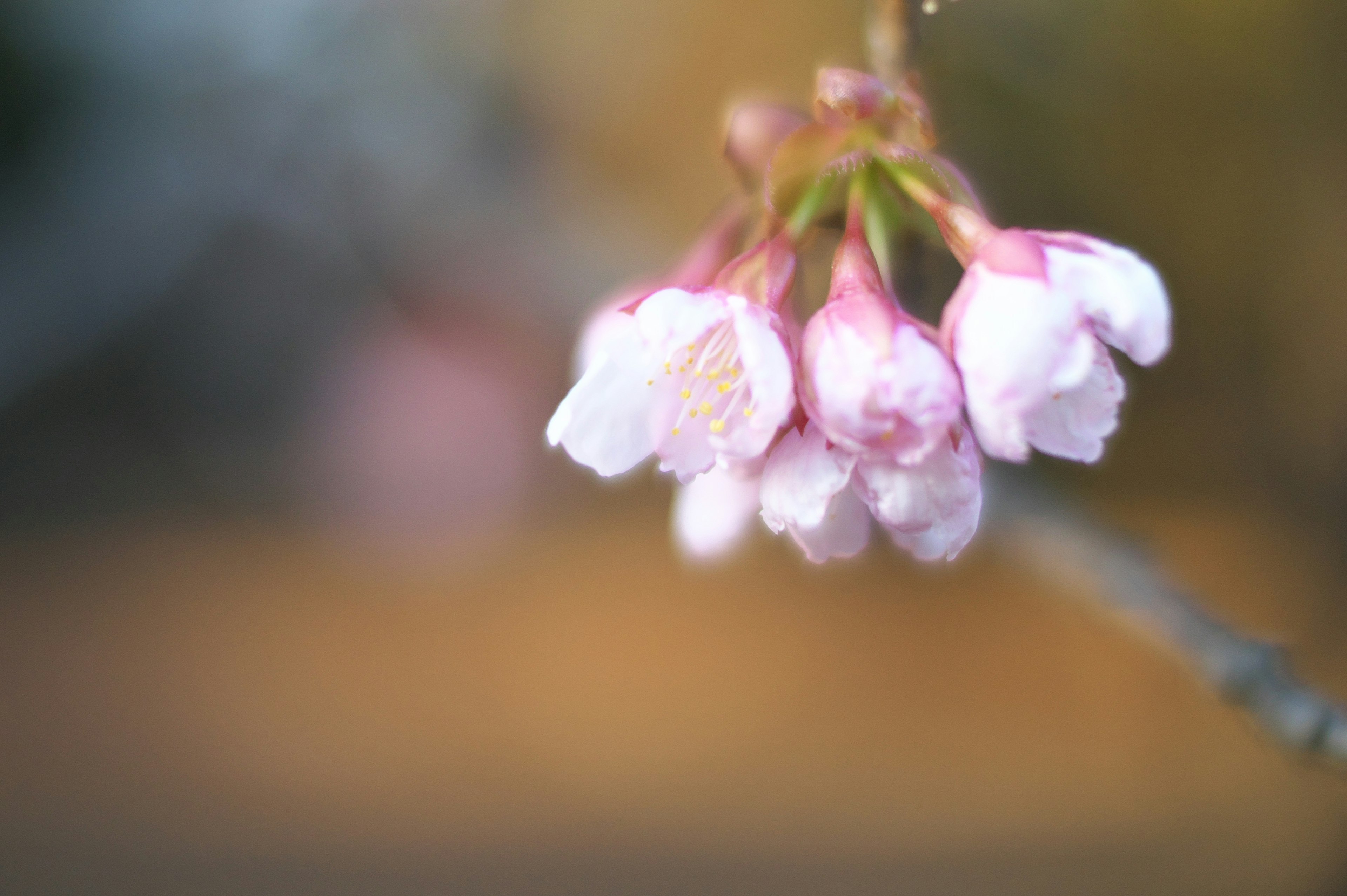 Close-up of soft pink cherry blossom flowers on a branch