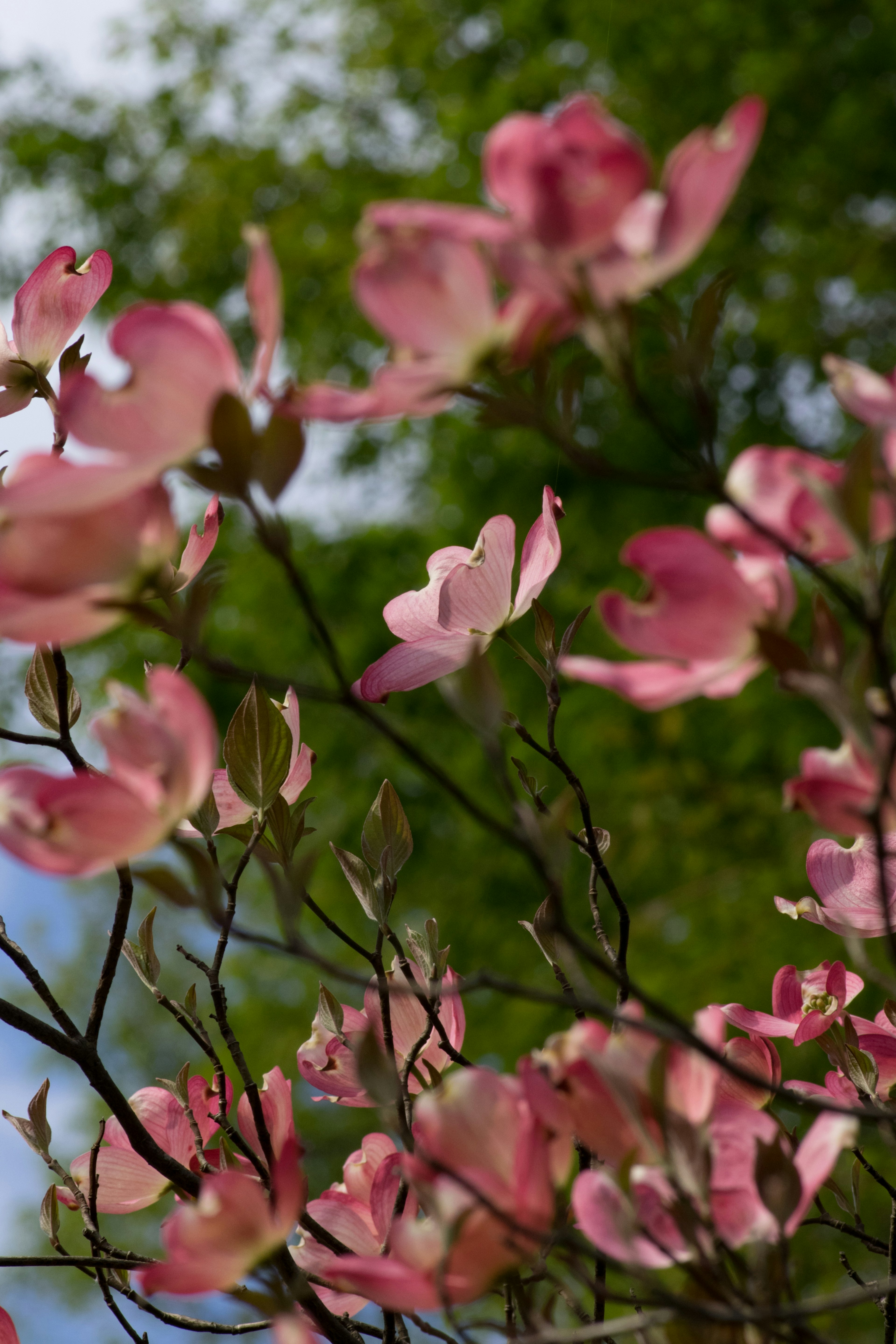 Hoa cây dogwood màu hồng trên nền xanh