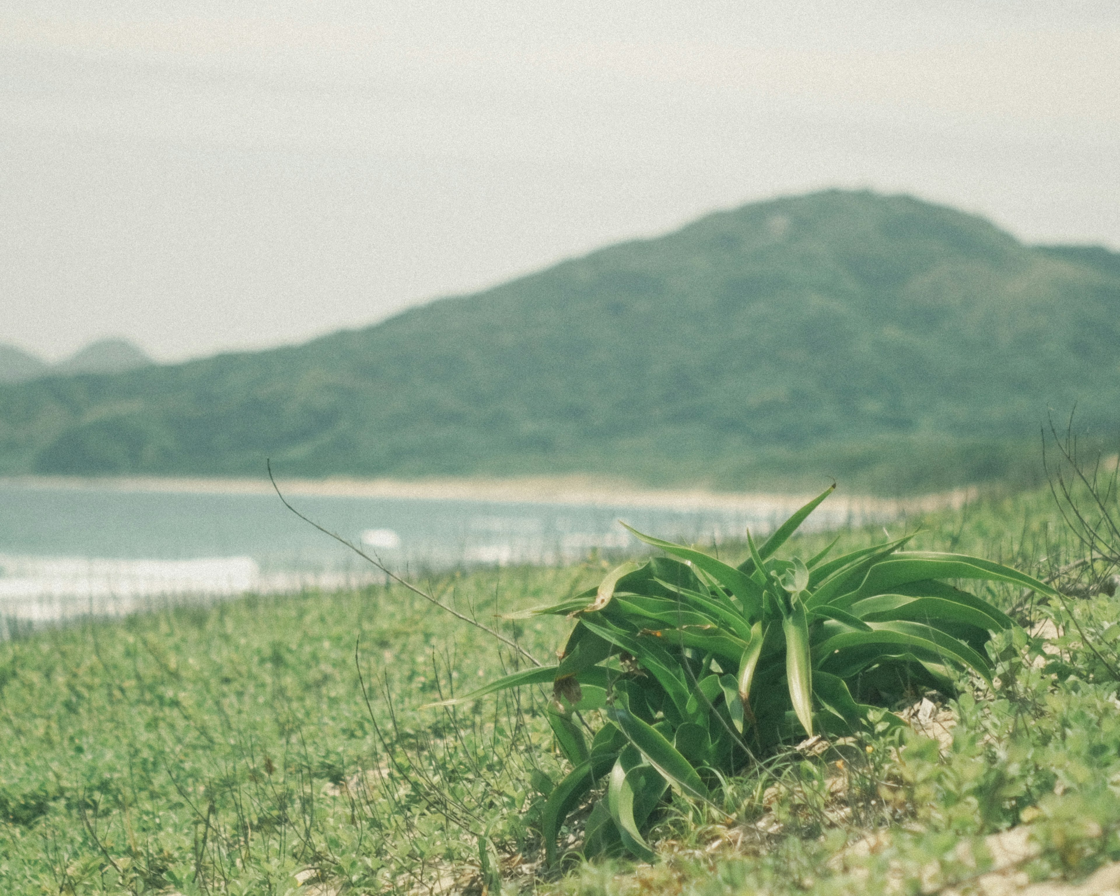 海に近い緑の草原に生える植物と遠くの山々