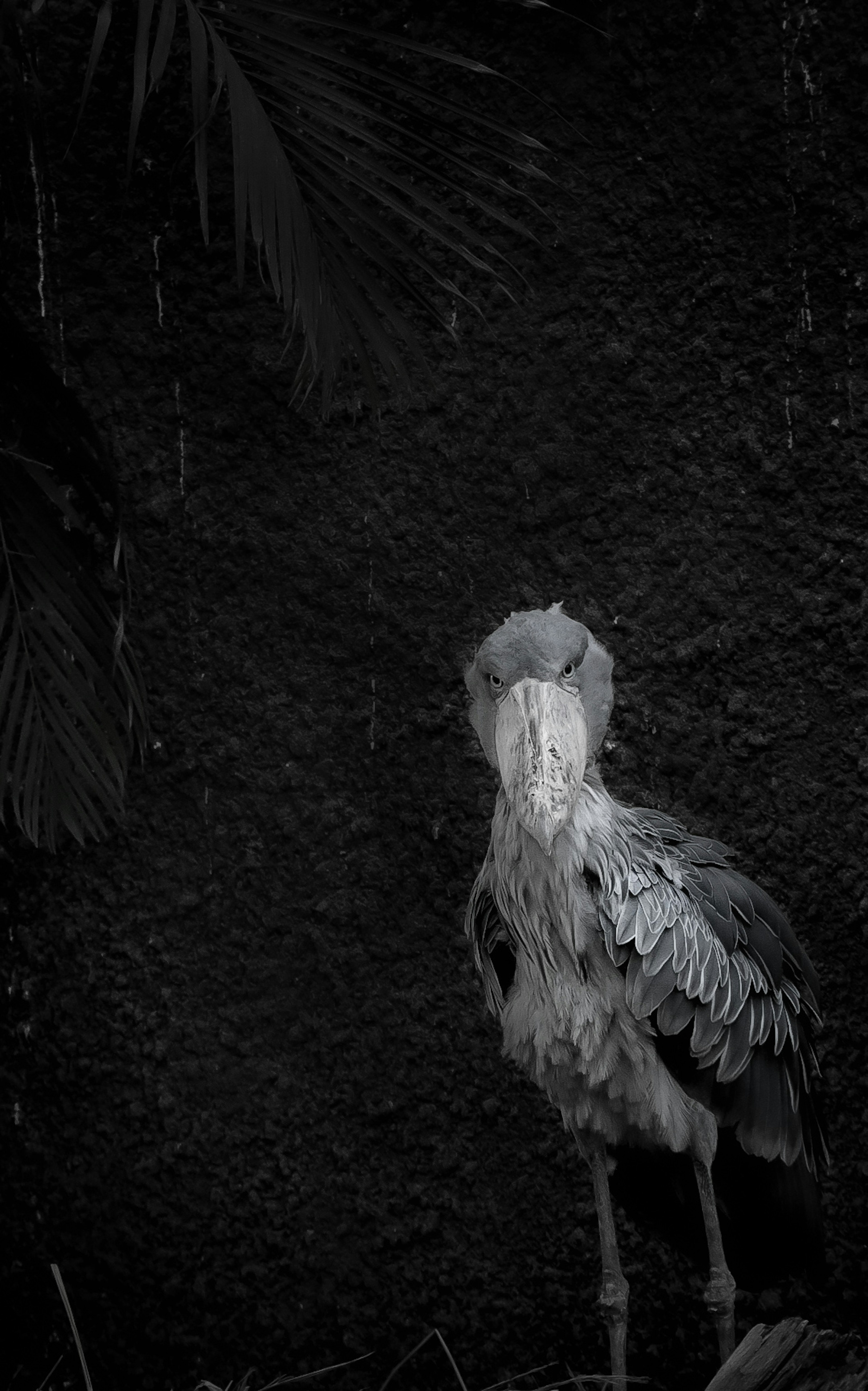 Ein Vogel steht vor einem dunklen Hintergrund