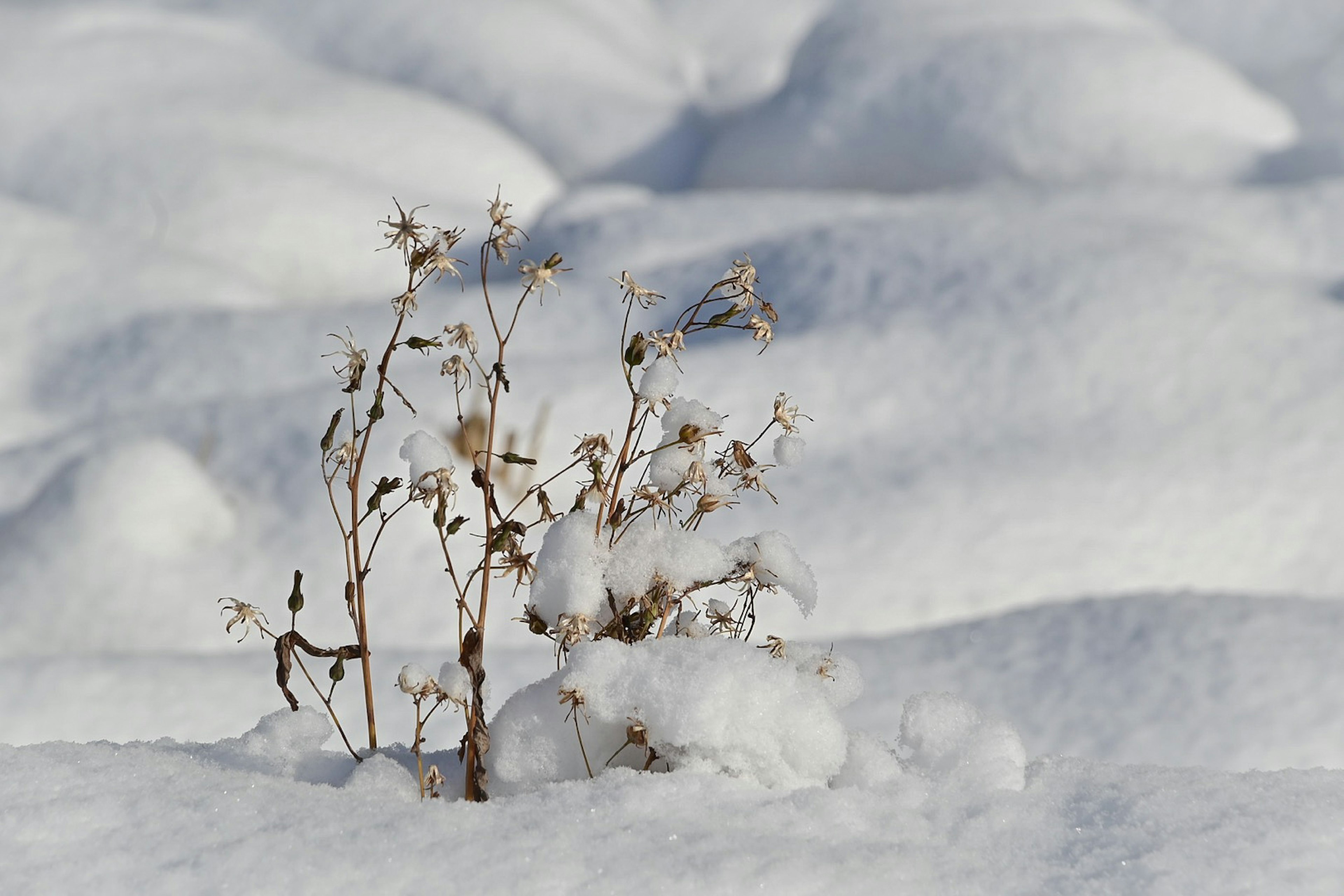 Una piccola pianta secca che spunta da un manto di neve