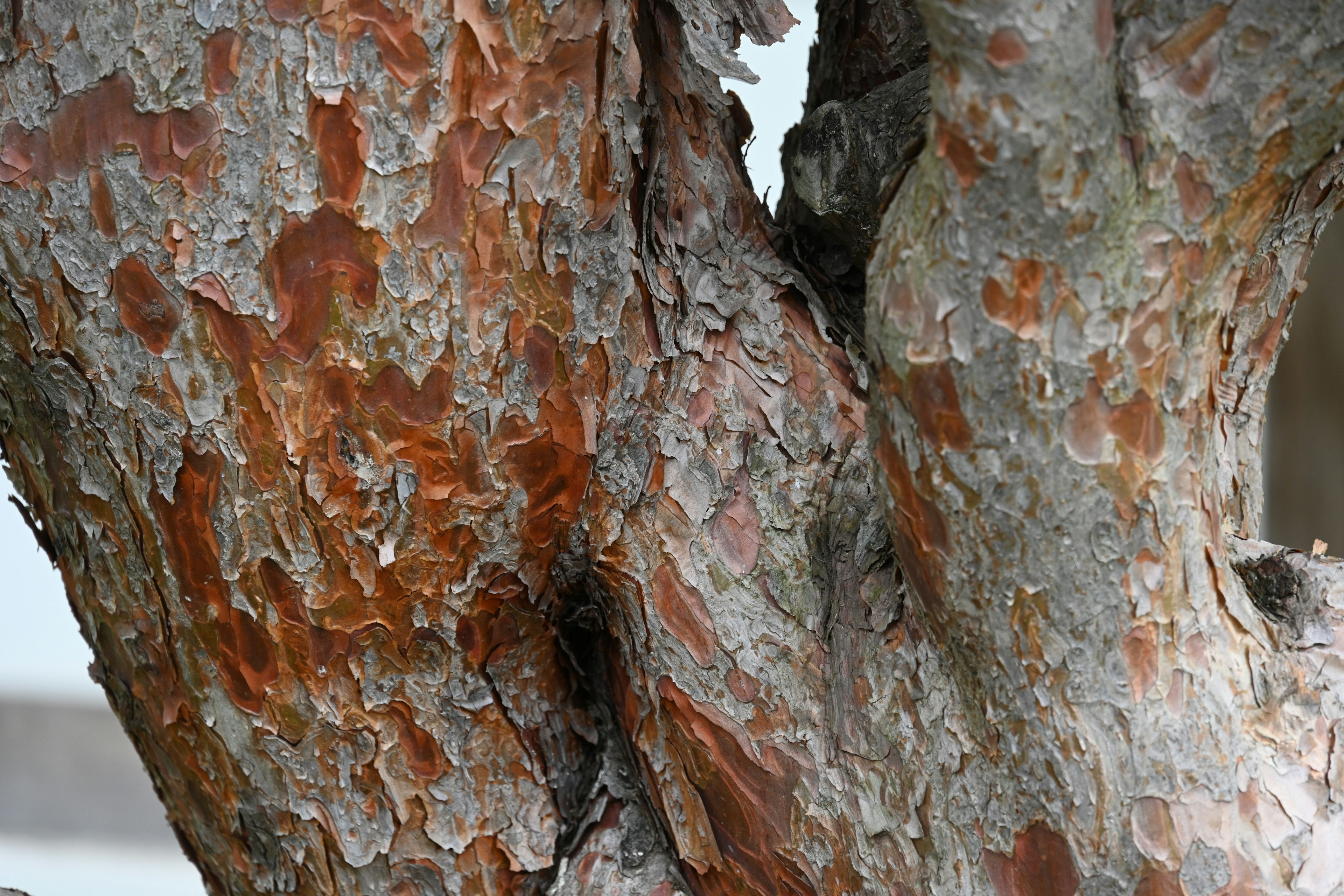 Primer plano de un tronco de árbol que muestra texturas y colores únicos