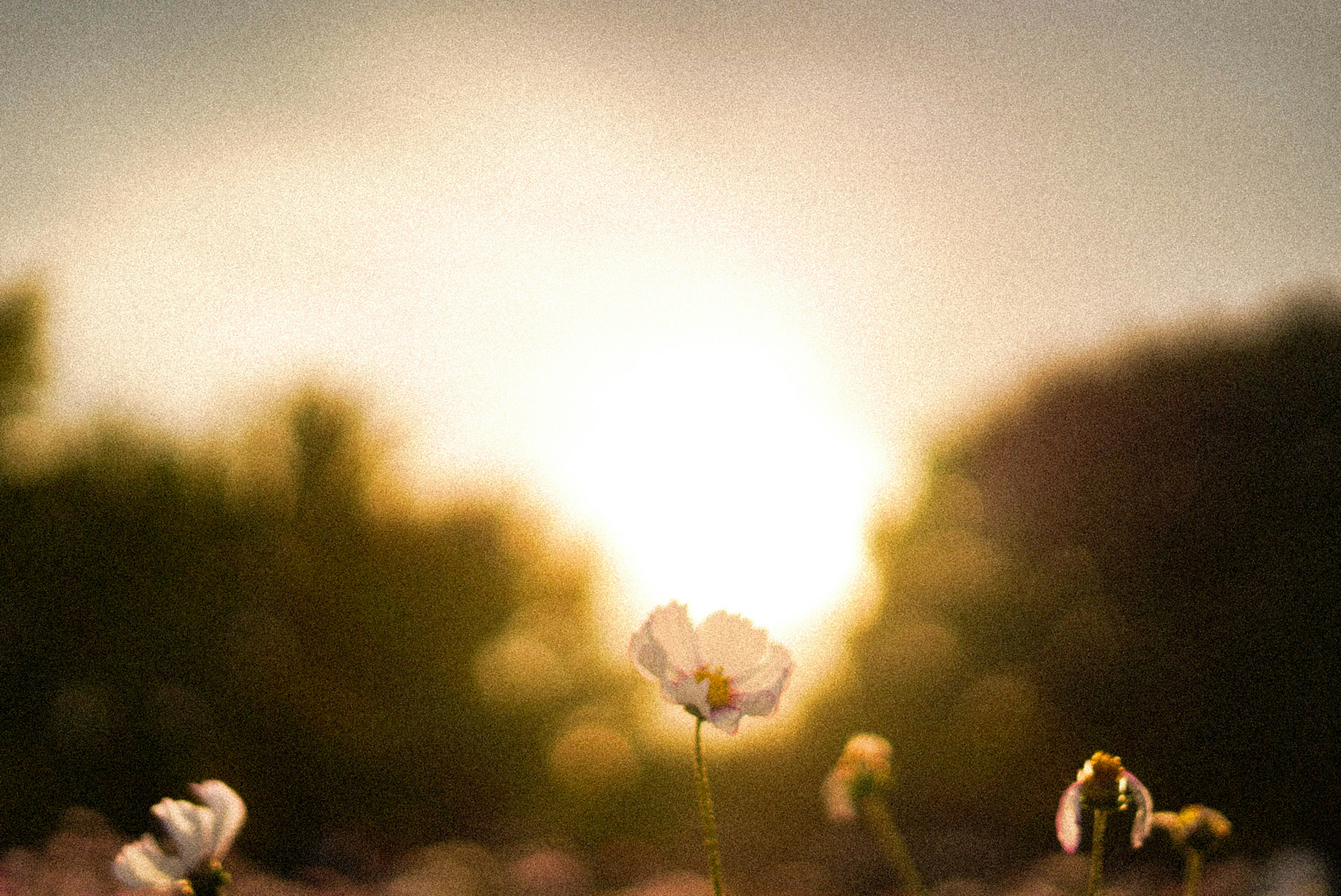 夕日を背景にした一輪の花が焦点を合わせている