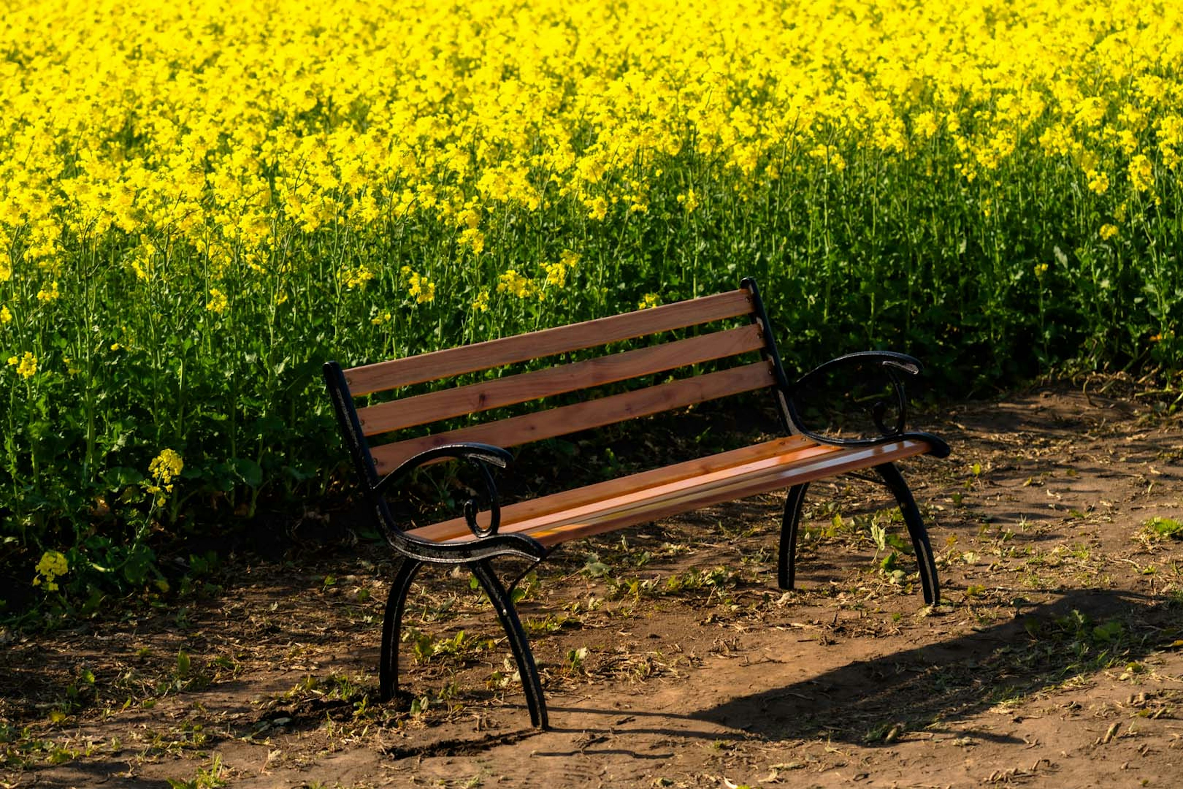 Banc en bois devant un champ de fleurs jaunes vibrantes