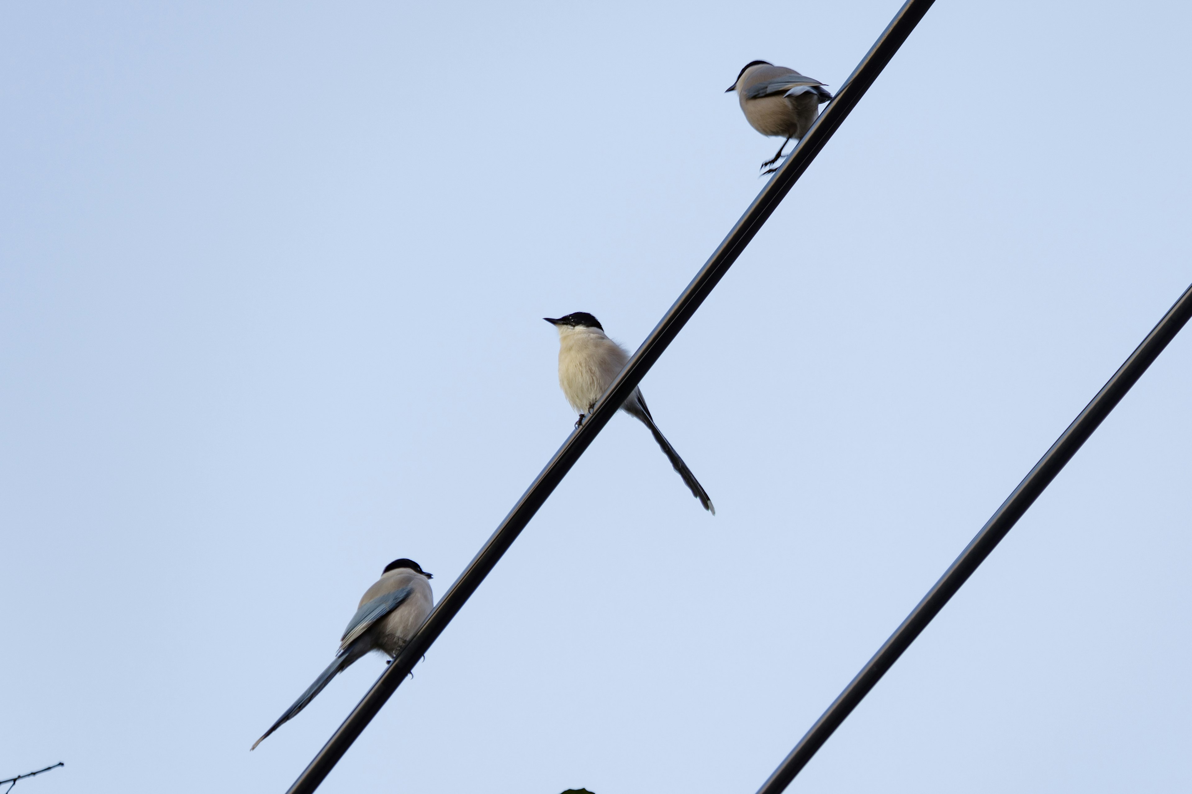 Vögel, die auf Stromleitungen vor einem klaren blauen Himmel sitzen