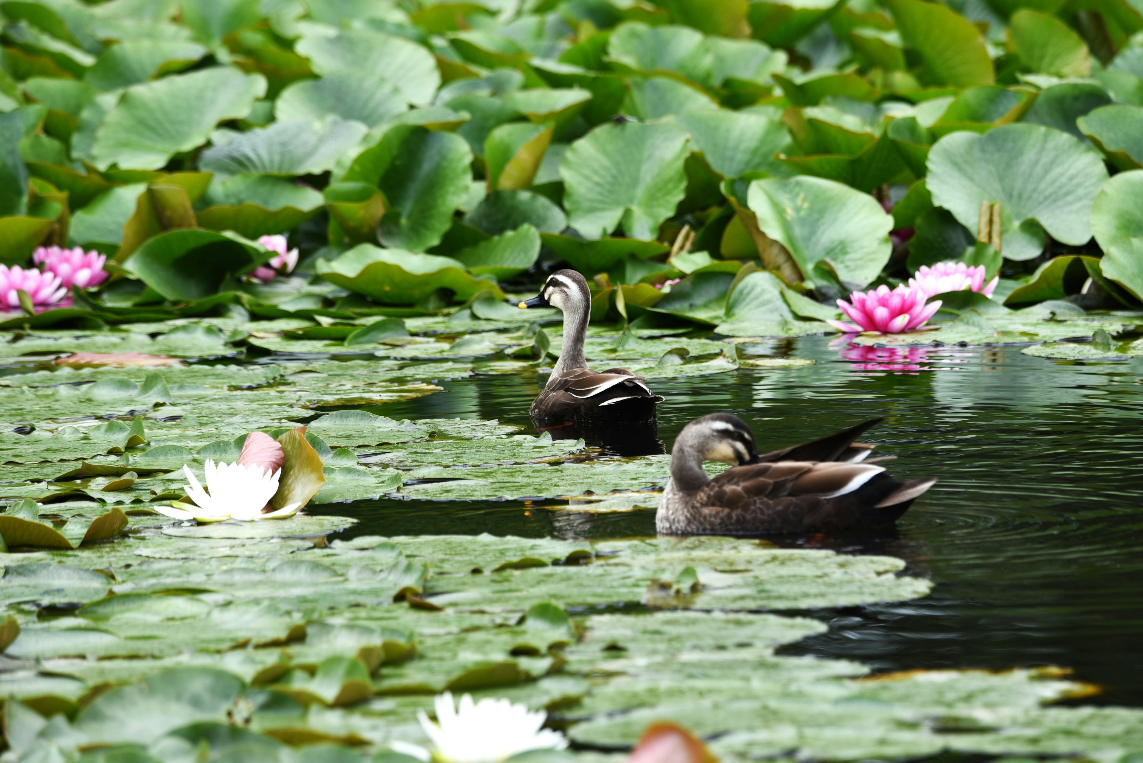 Anatre che nuotano tra i fiori di loto in uno stagno sereno