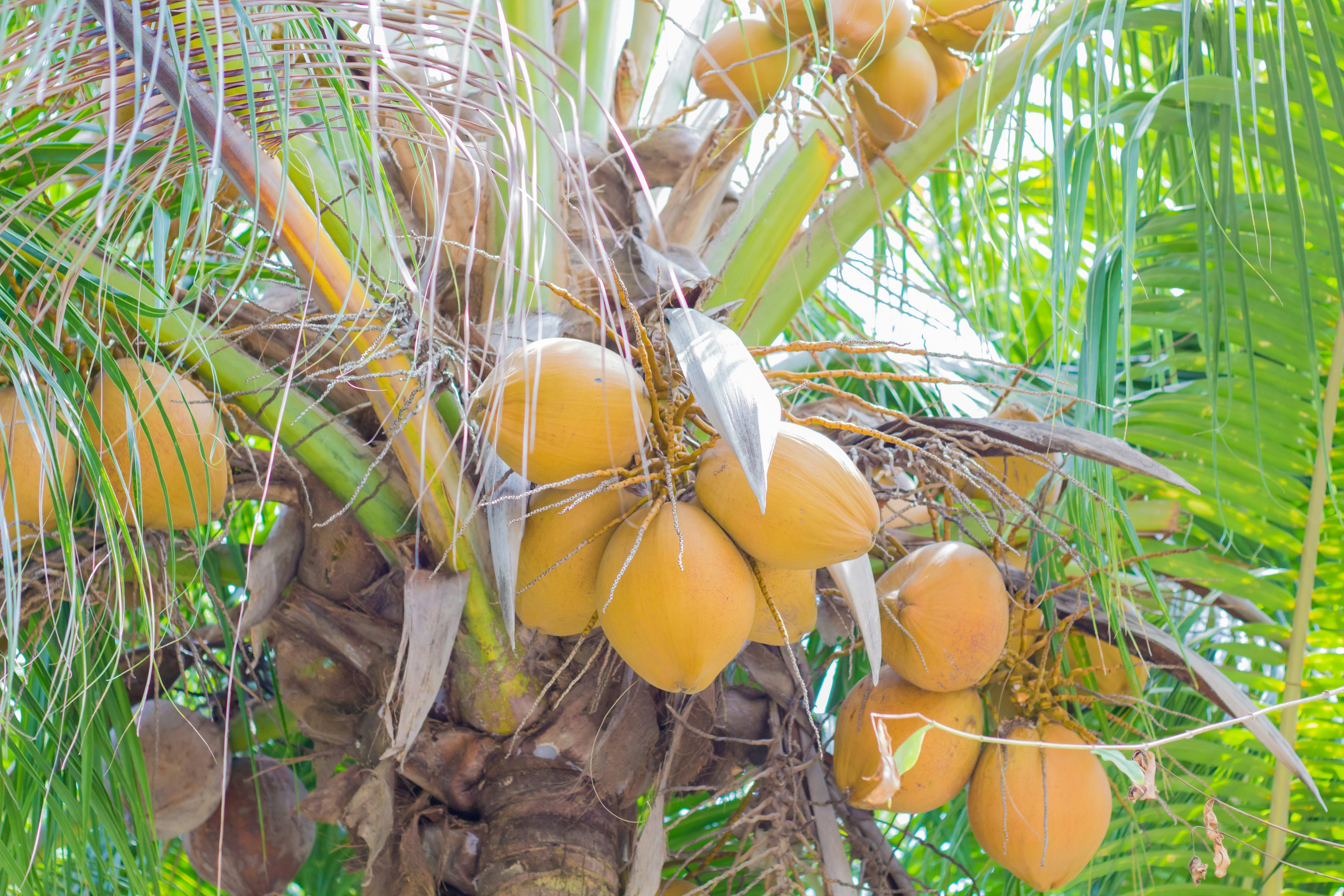 Cluster gelber Kokosnüsse an einer Palme