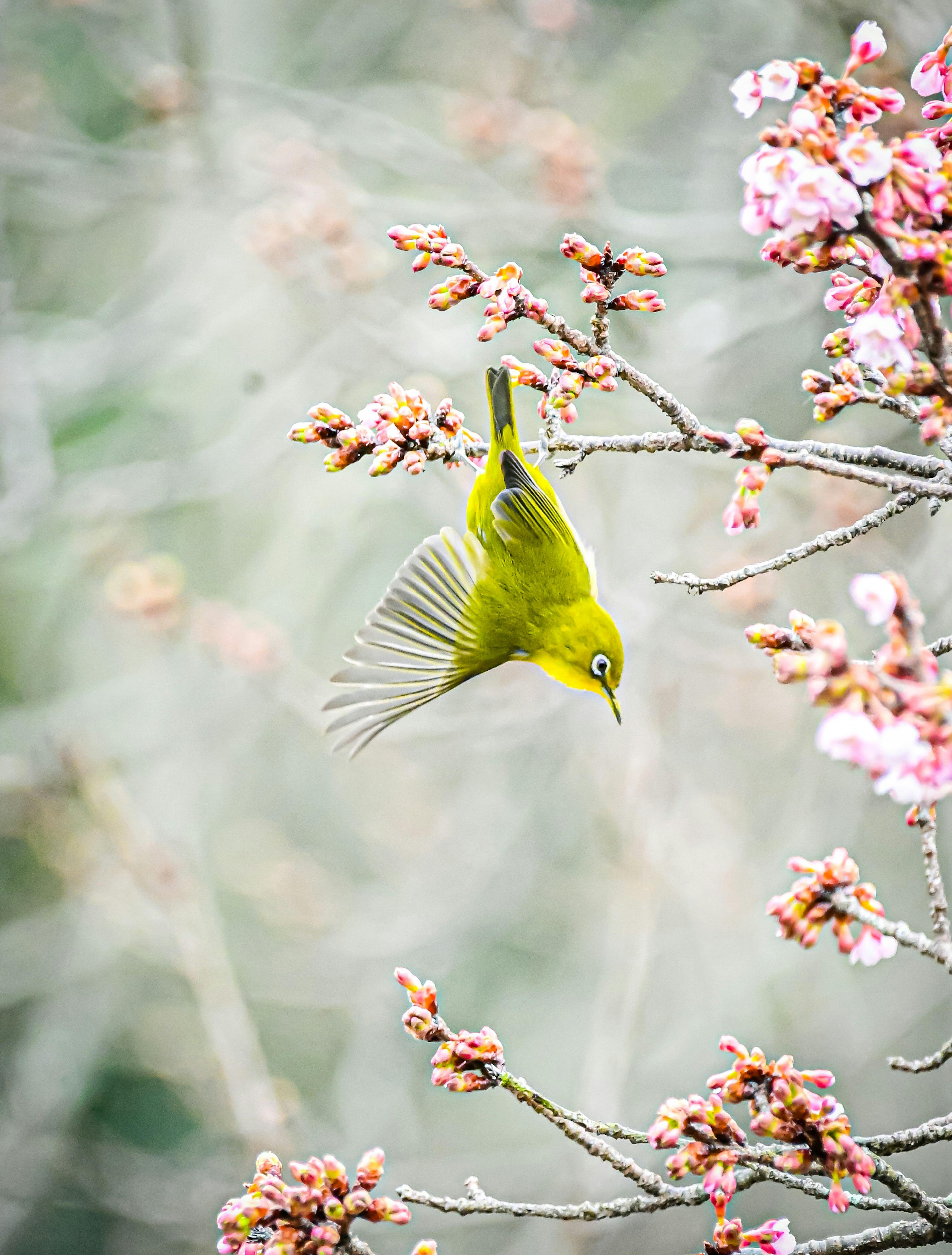 Un uccello verde appeso a testa in giù sui rami di ciliegio in fiore