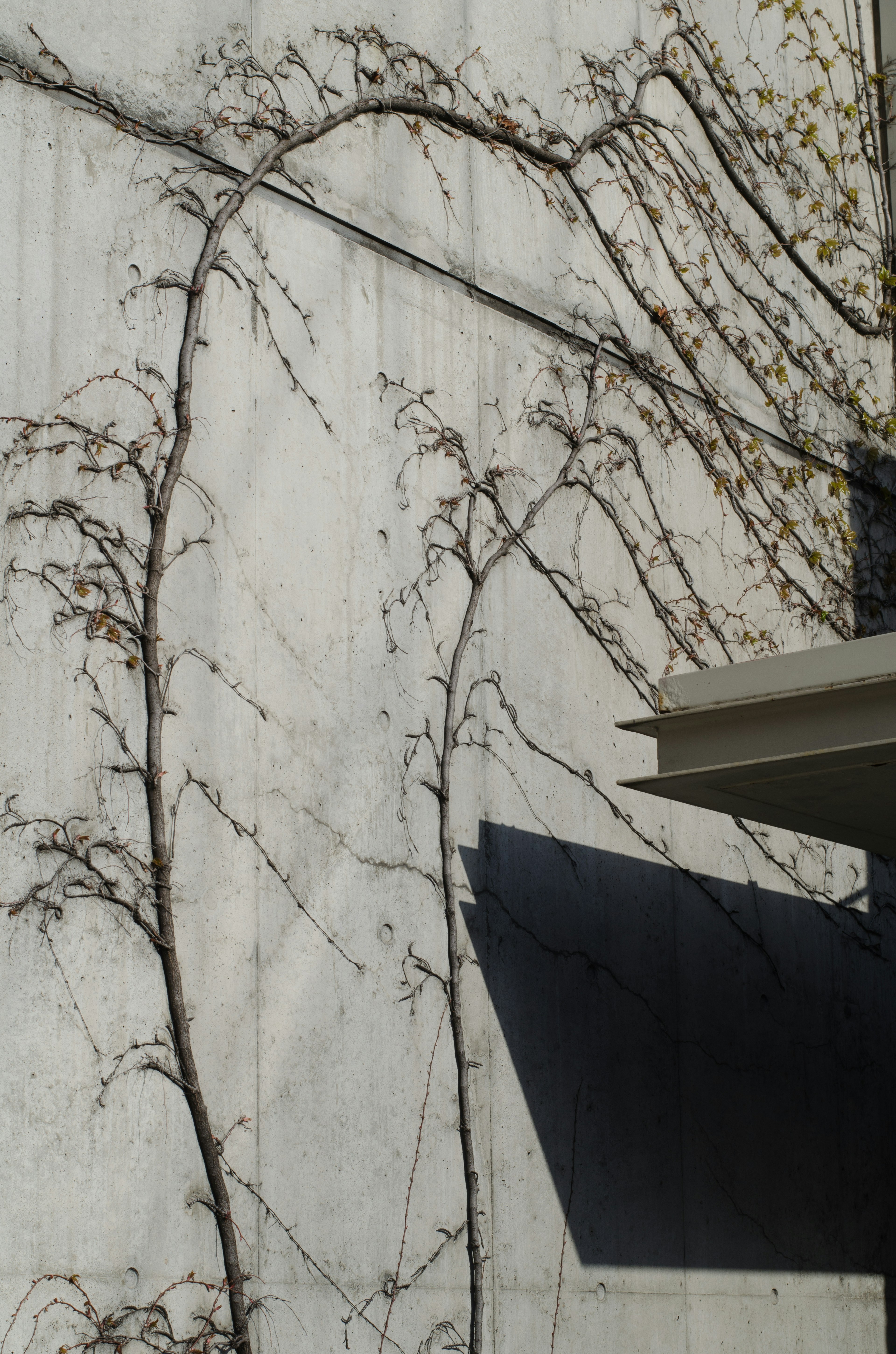 Shadow of climbing plants on a white wall with an angled roof