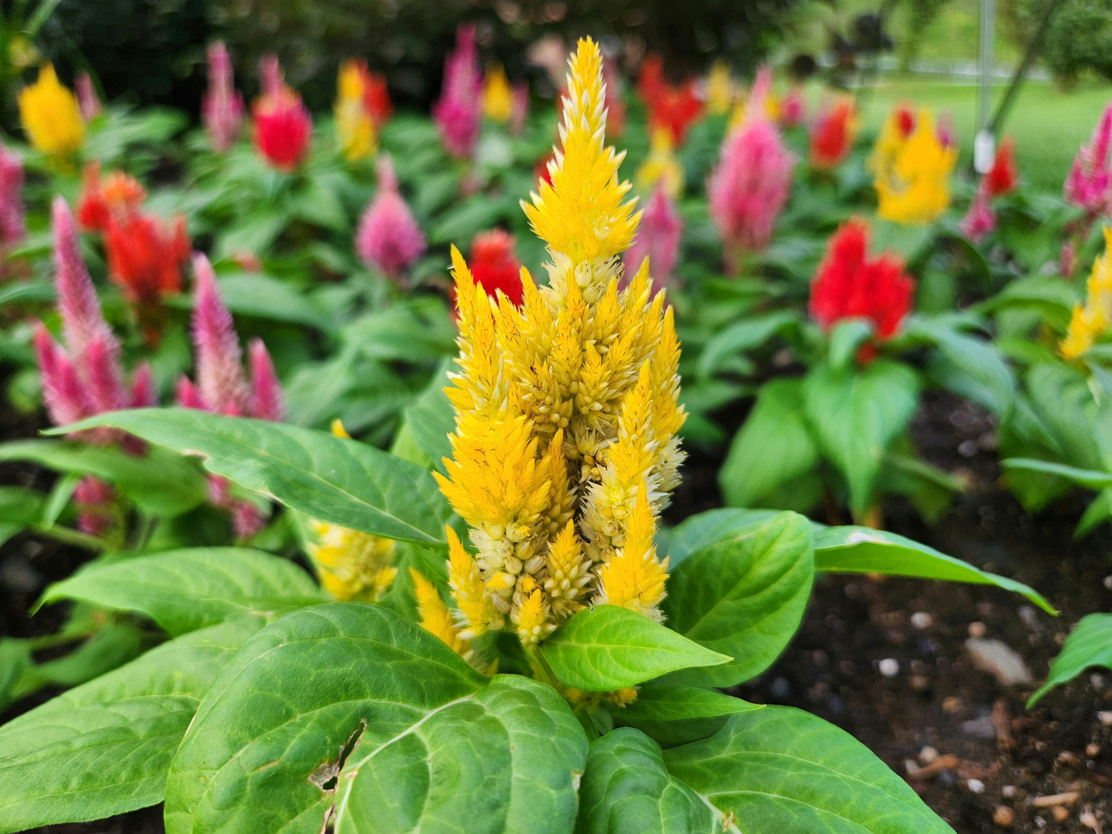 Close-up bunga kuning cerah dengan bunga merah muda dan merah di sekitarnya