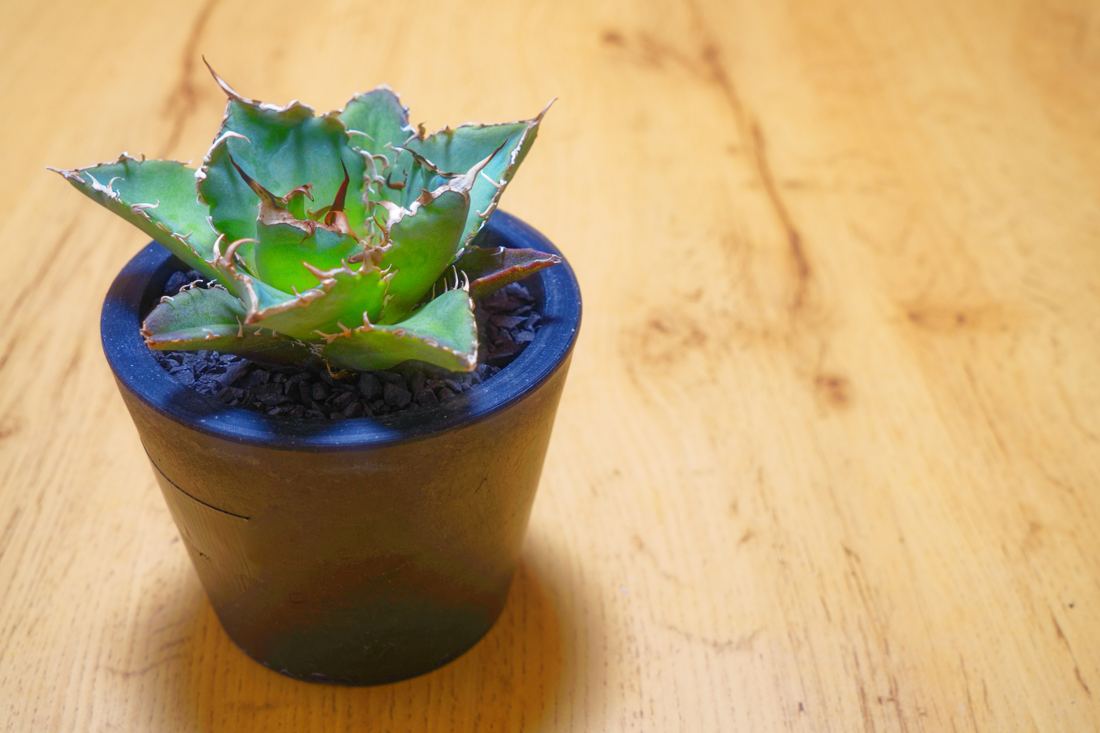 Planta suculenta en una maceta negra sobre una mesa de madera