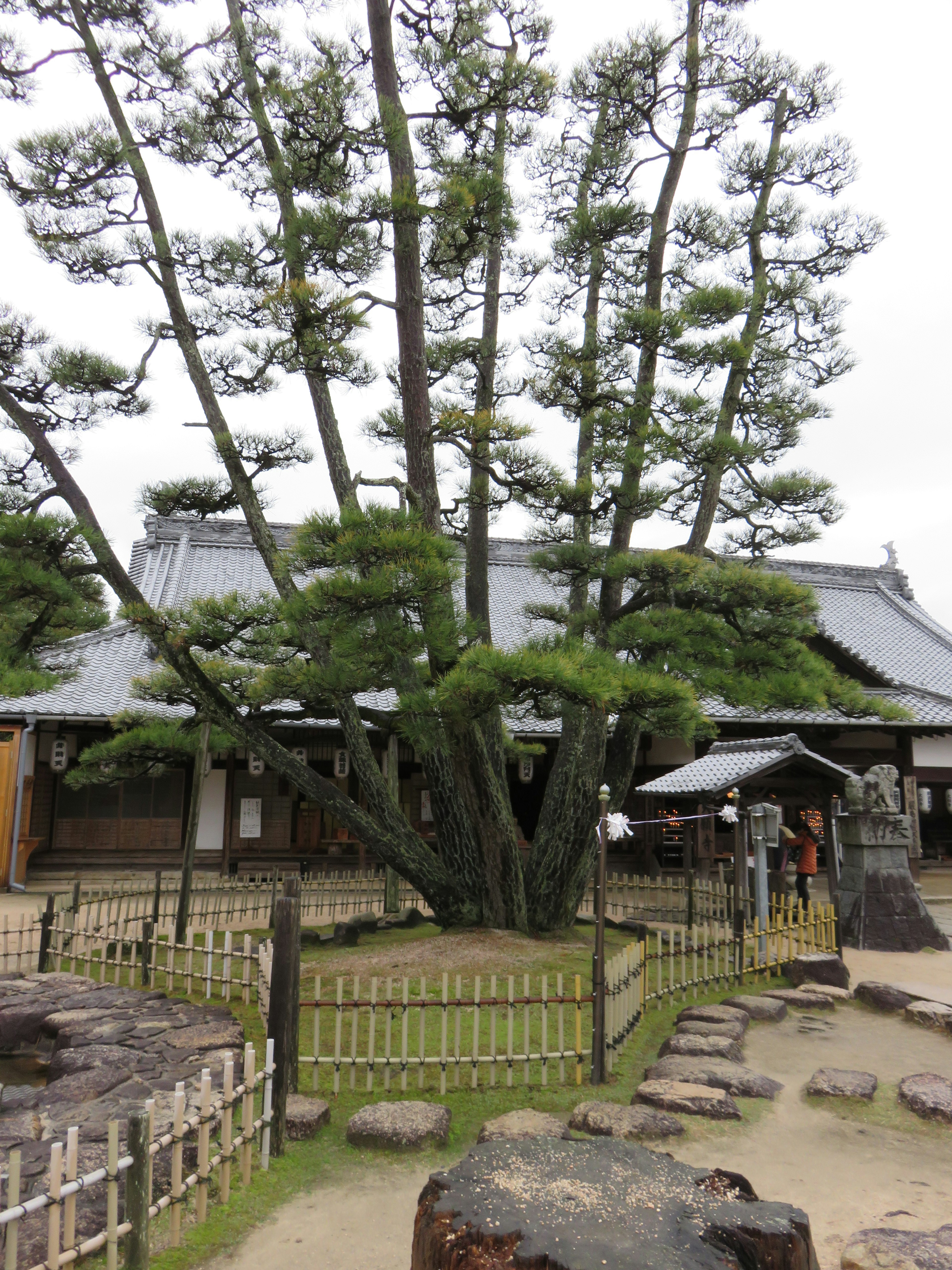 一棵大松树旁边有传统日本建筑的宁静花园