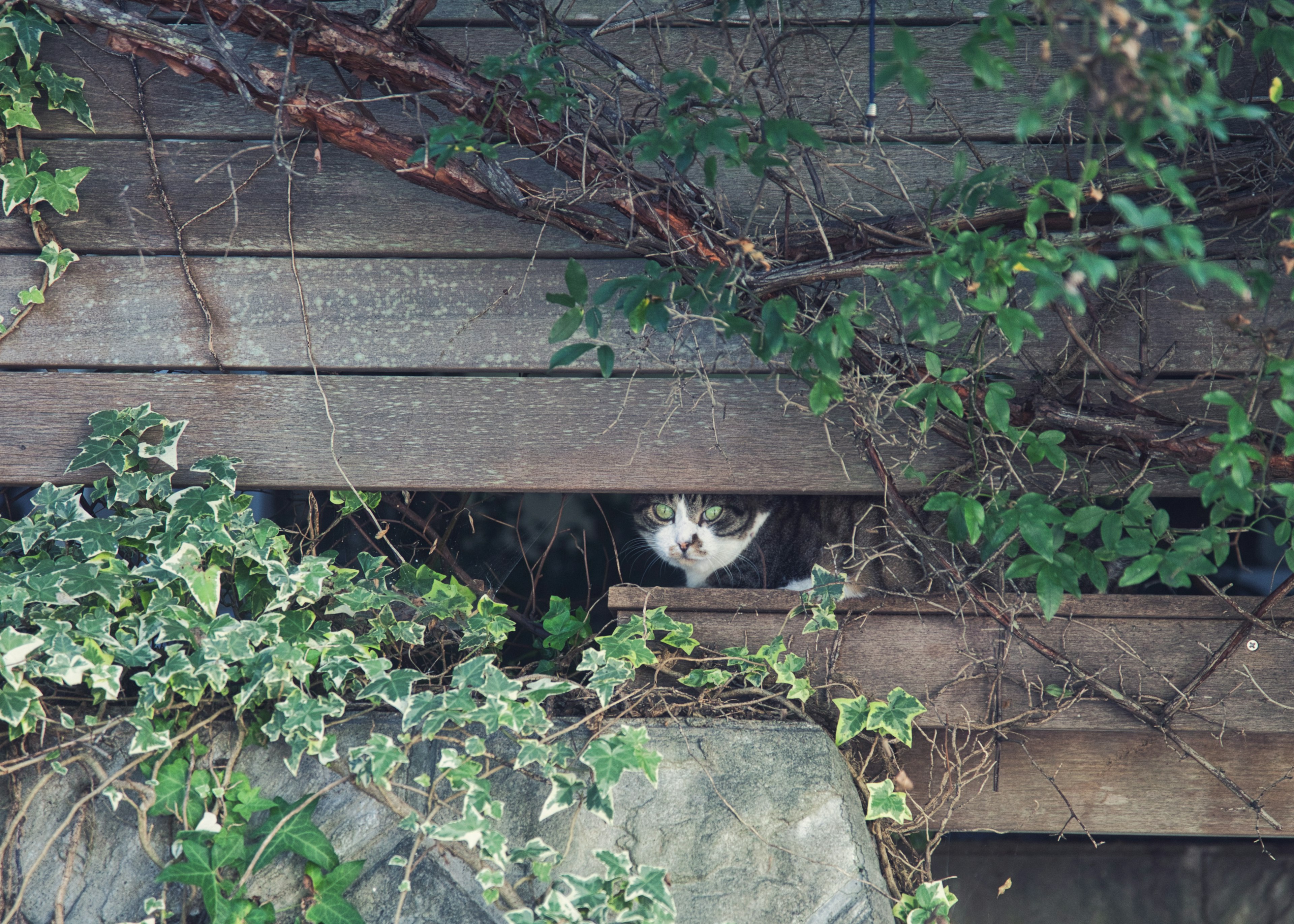 木の隙間から顔を出す猫と周囲の緑