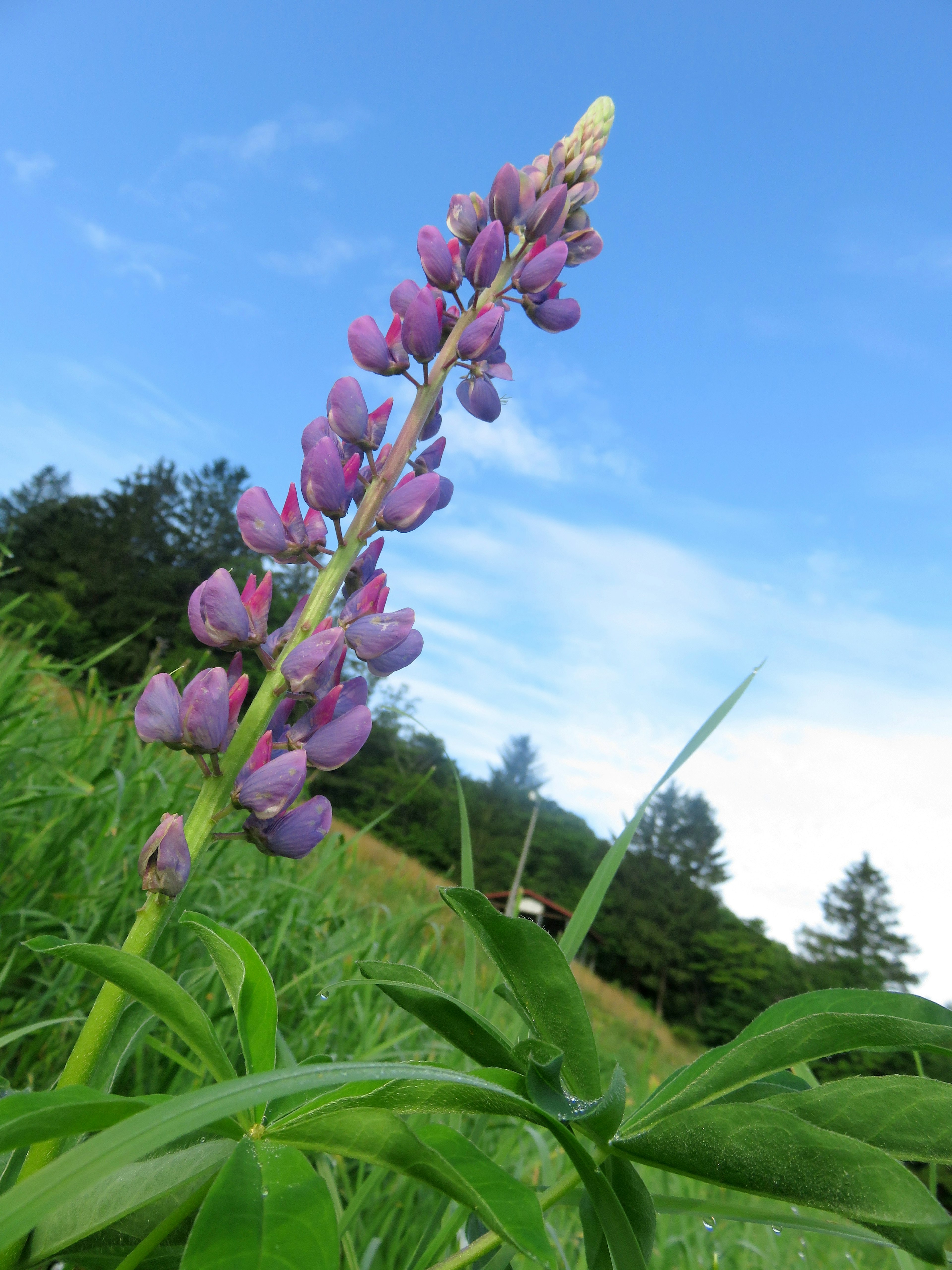 紫色のルピナスの花が青空の下で咲いている