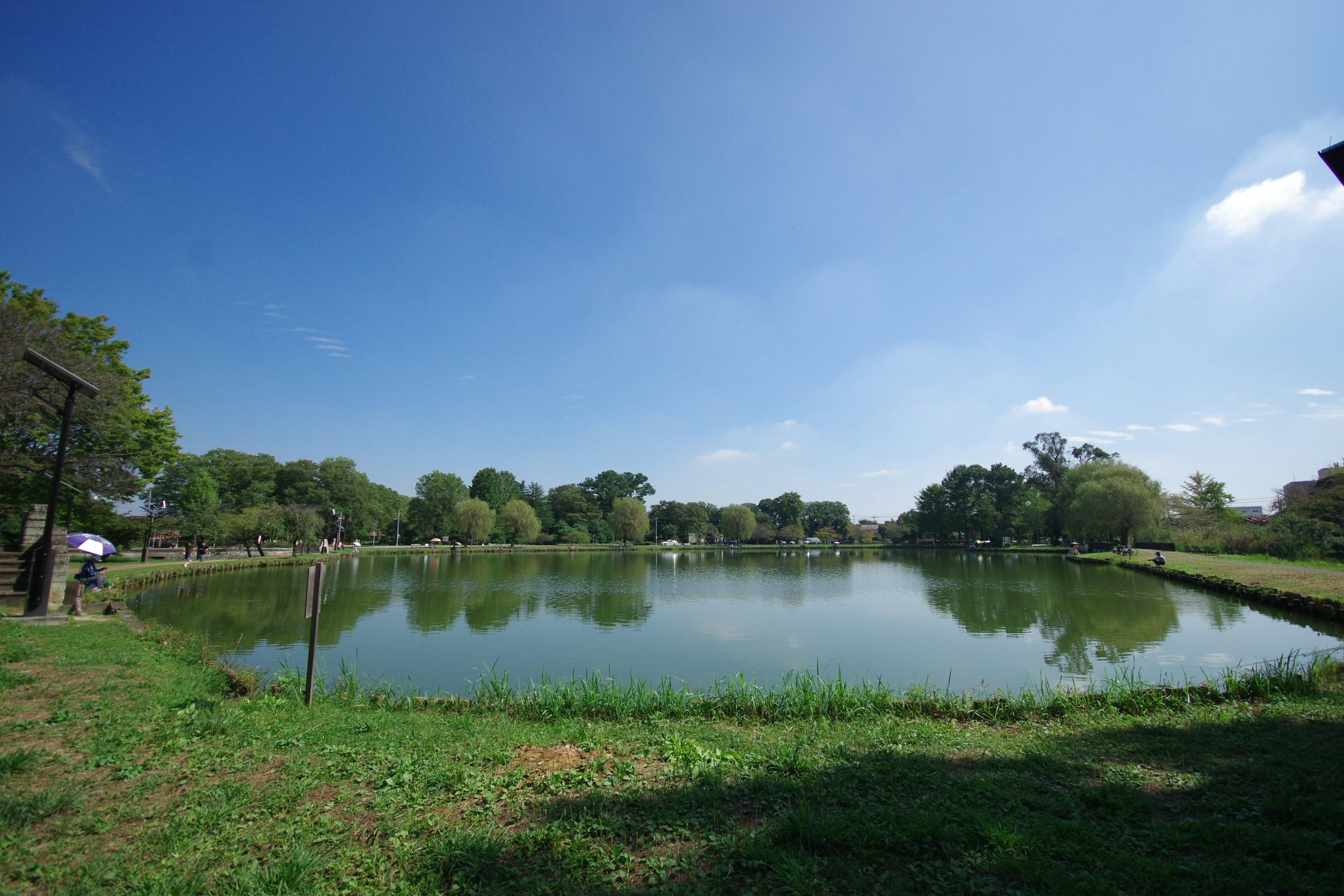 Étang serein avec de l'herbe verte sous un ciel bleu clair