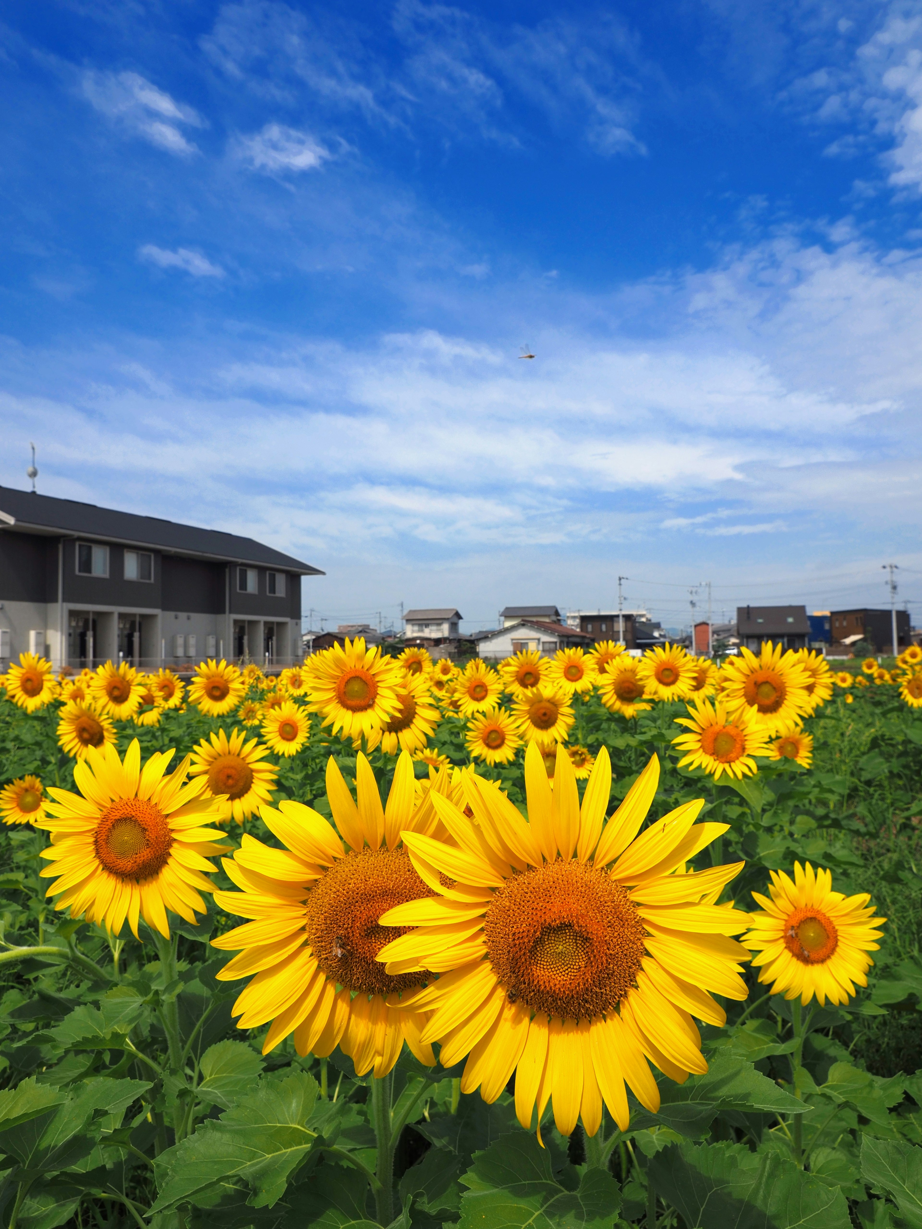 Campo de girasoles bajo un cielo azul con casas