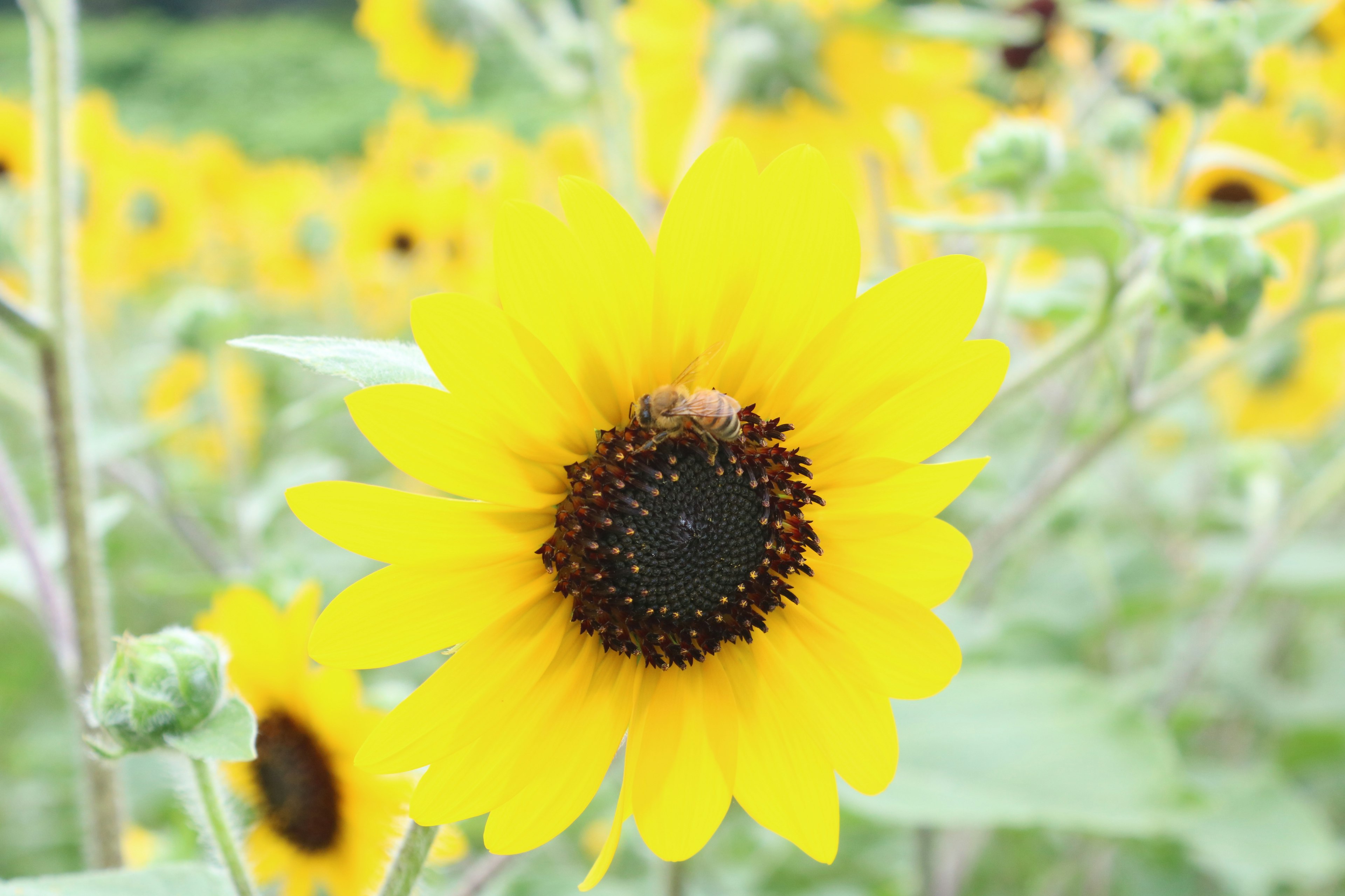 A bright yellow sunflower in a field