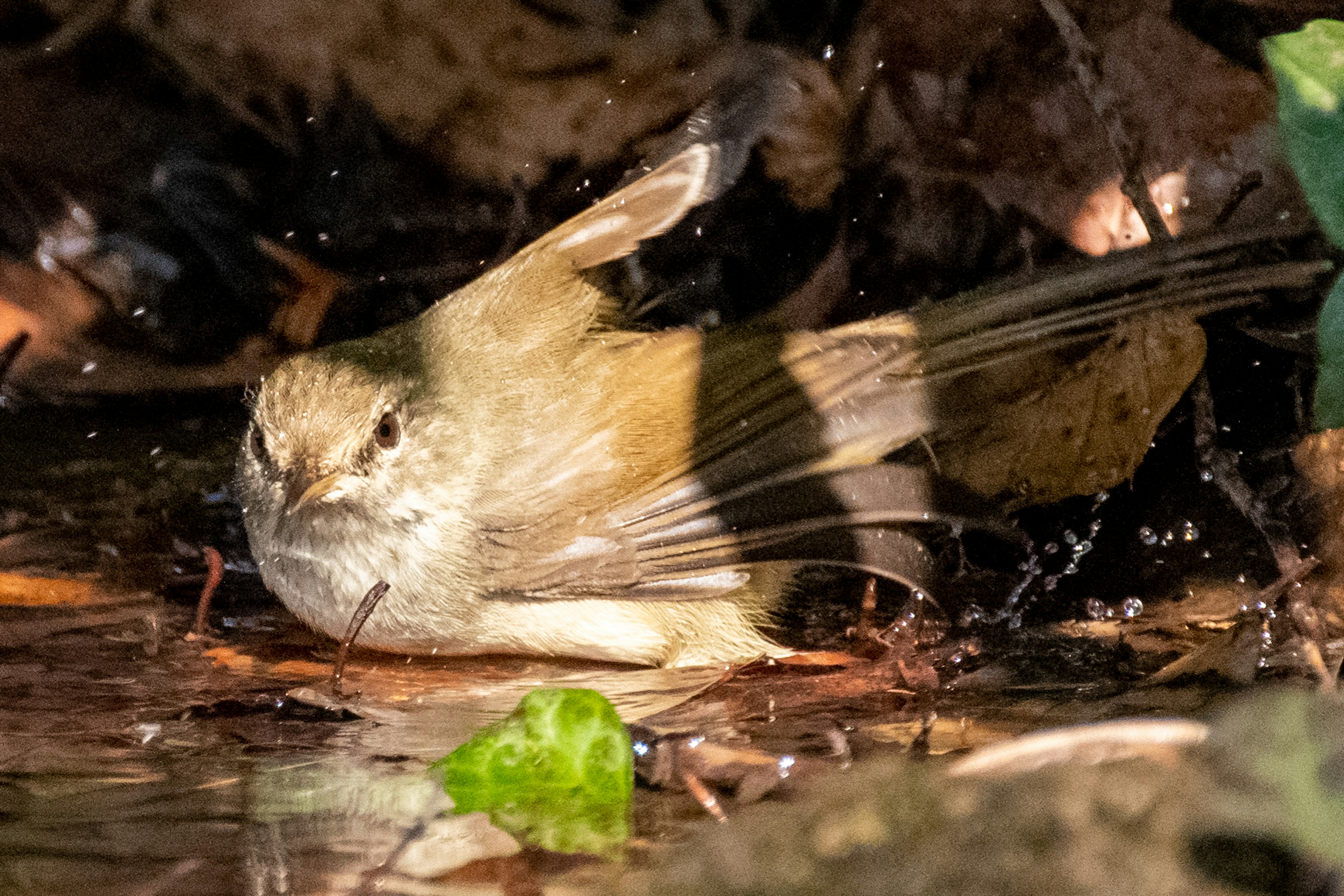 Un piccolo uccello che allarga le ali vicino all'acqua circondato da foglie e terreno umido