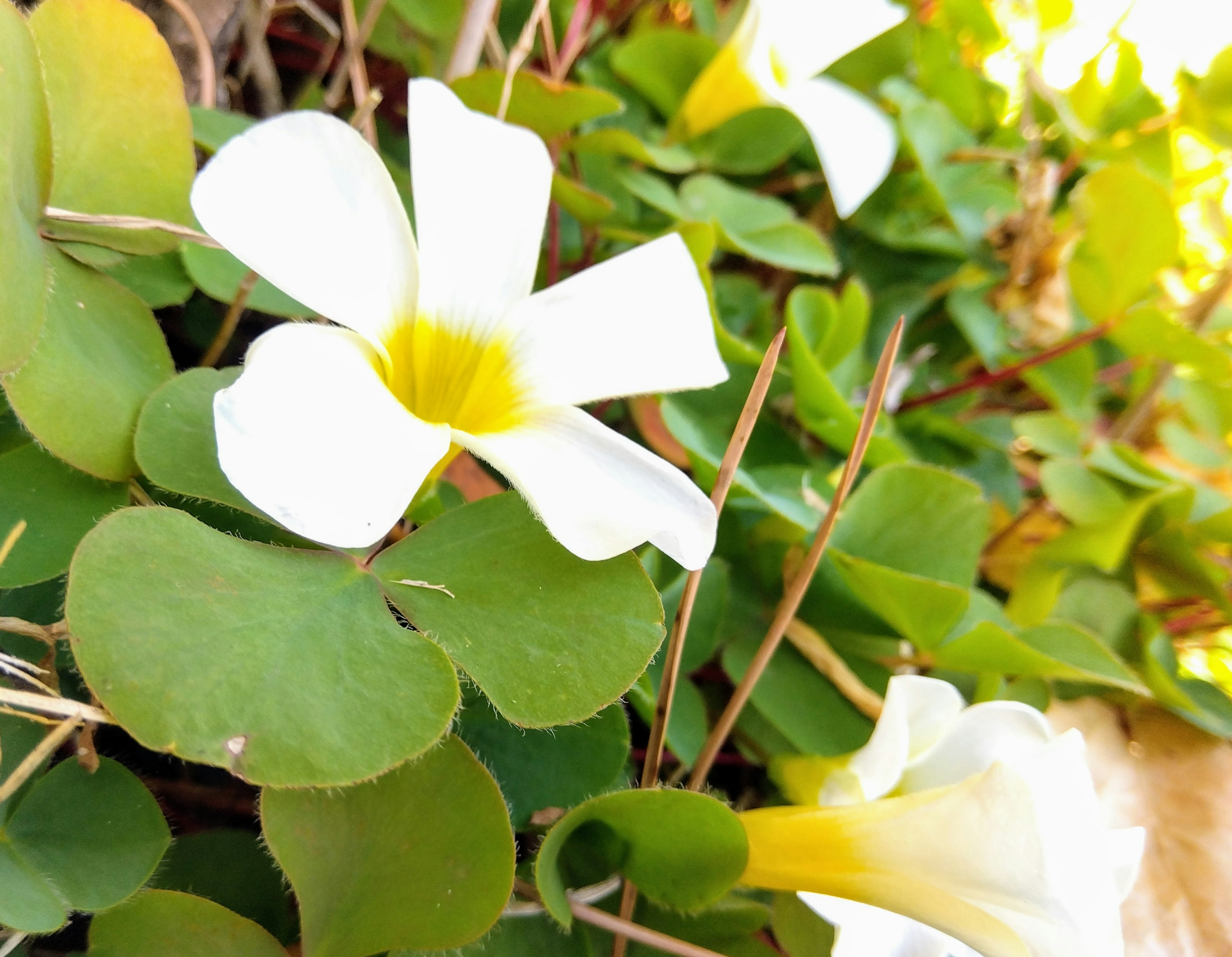 Flores blancas con centros amarillos rodeadas de hojas verdes