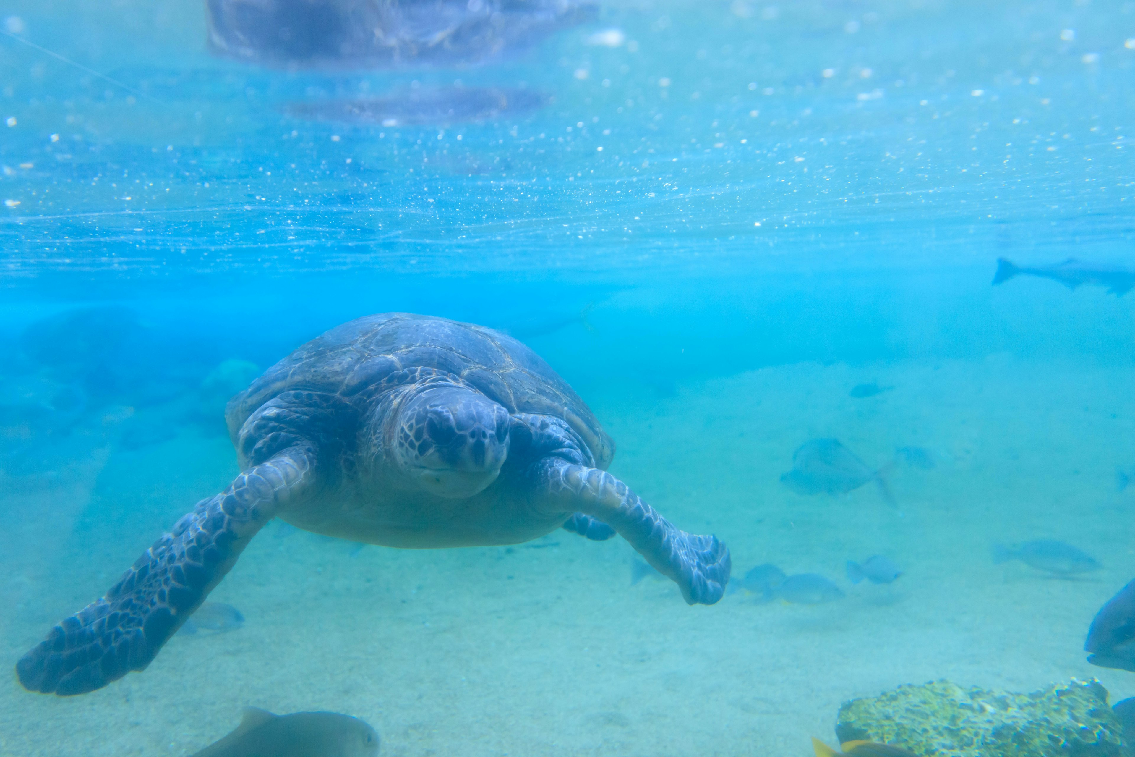 Vibrant image of a sea turtle swimming underwater