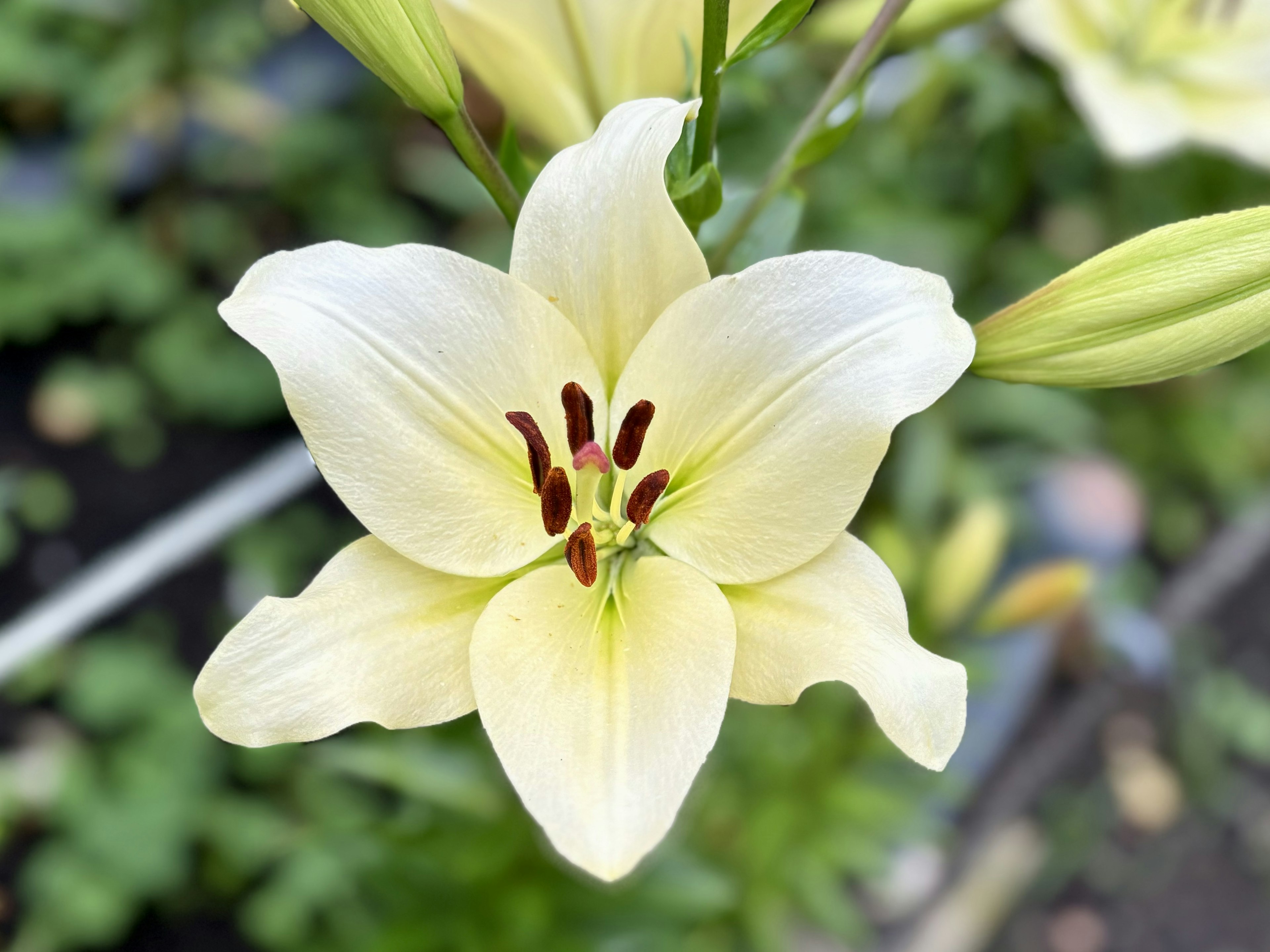 白いユリの花が咲いている美しい姿