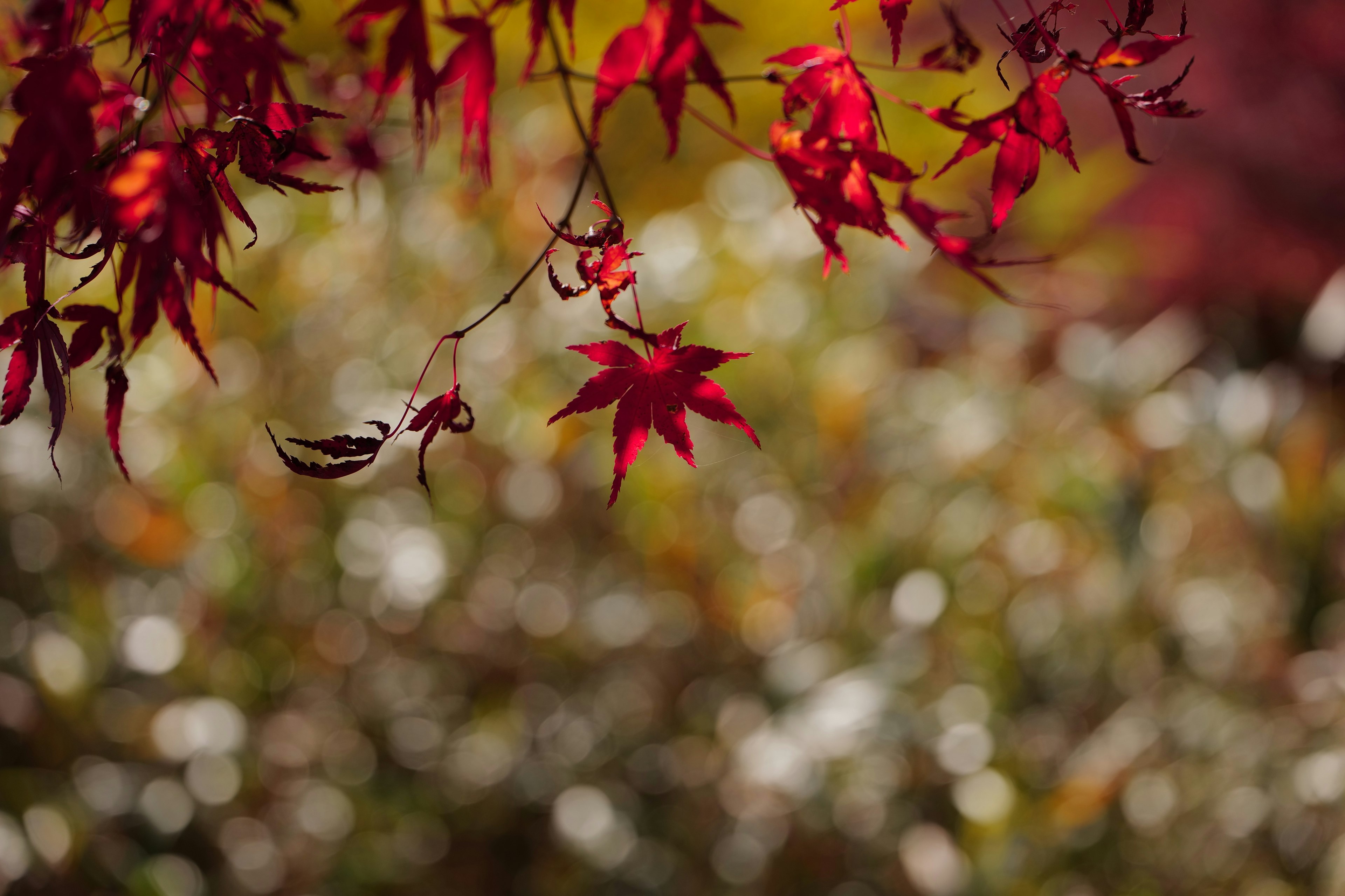 Vibrant red maple leaves showcasing autumn scenery