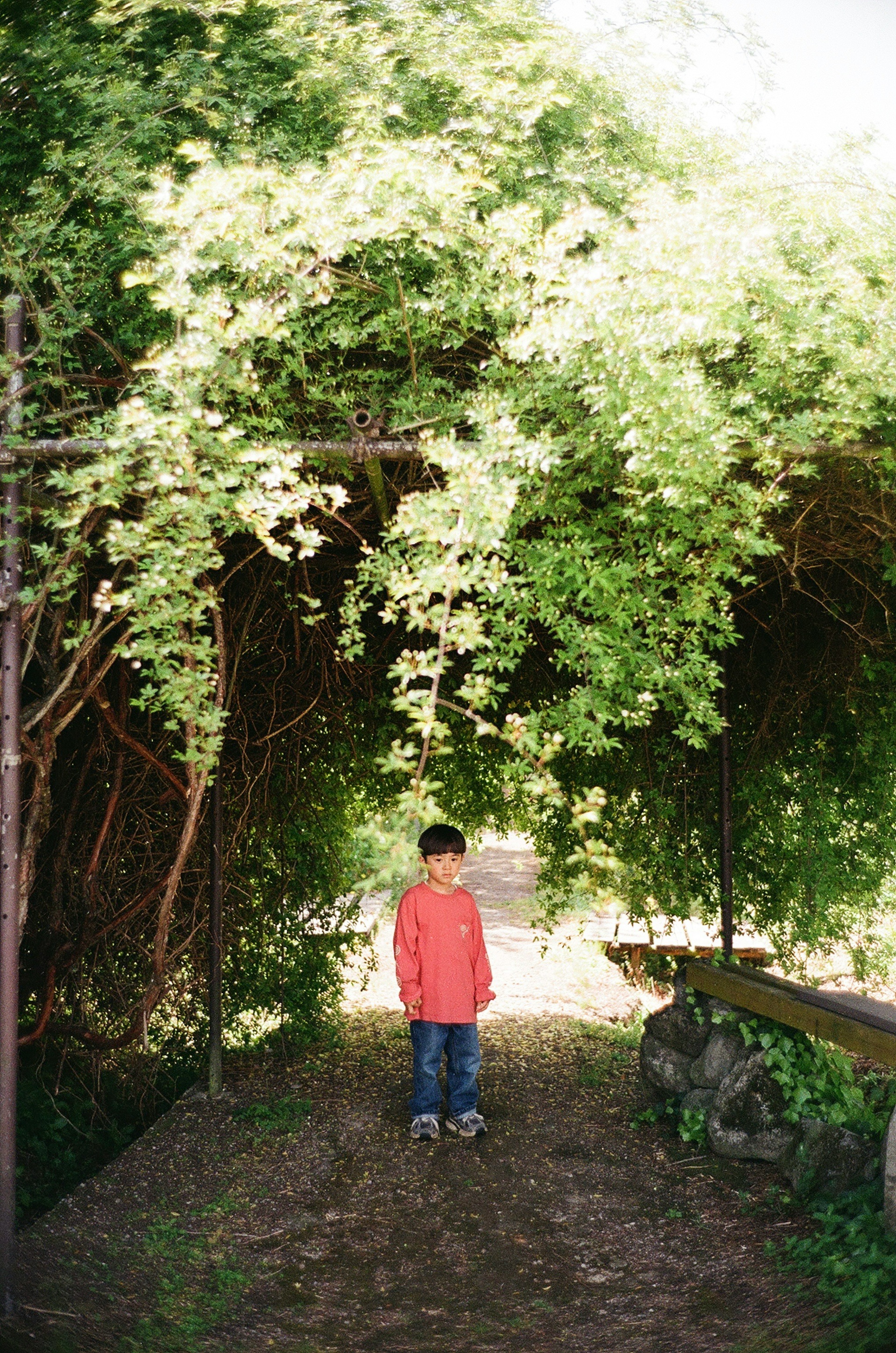 A child standing in a green tunnel formed by overhanging foliage