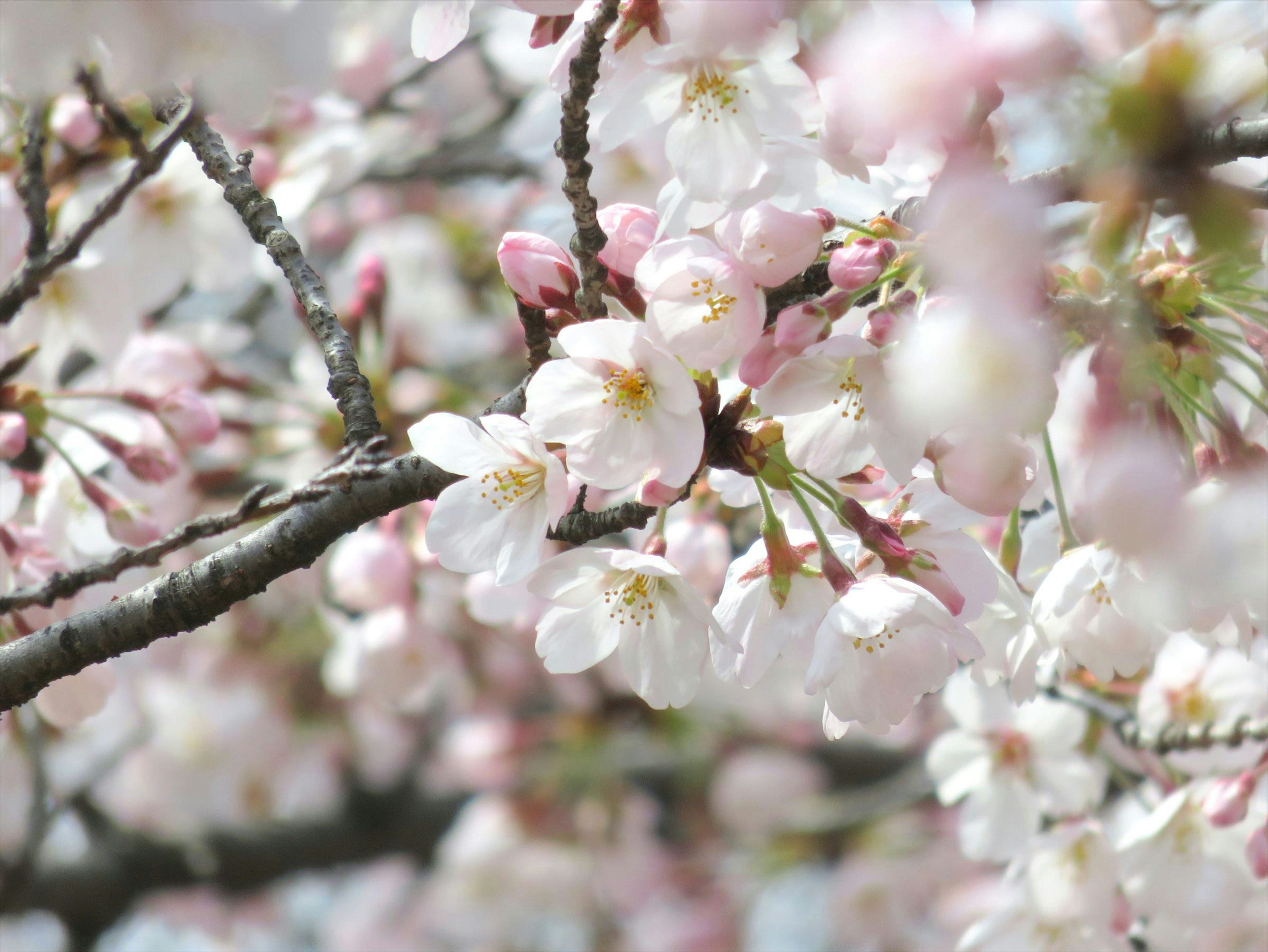 Nahaufnahme von Kirschblüten an Zweigen