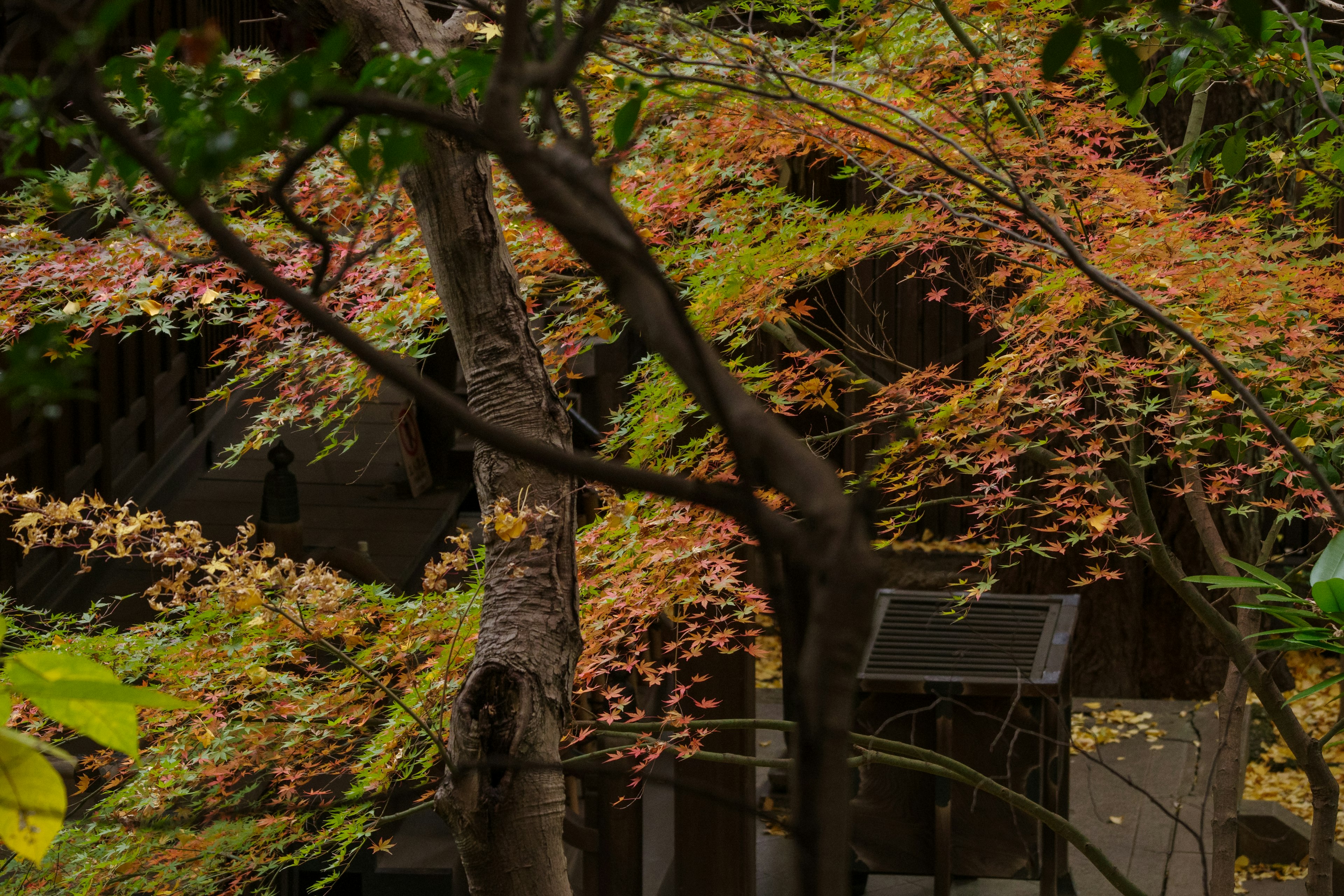 Partial view of a building obscured by vibrant foliage