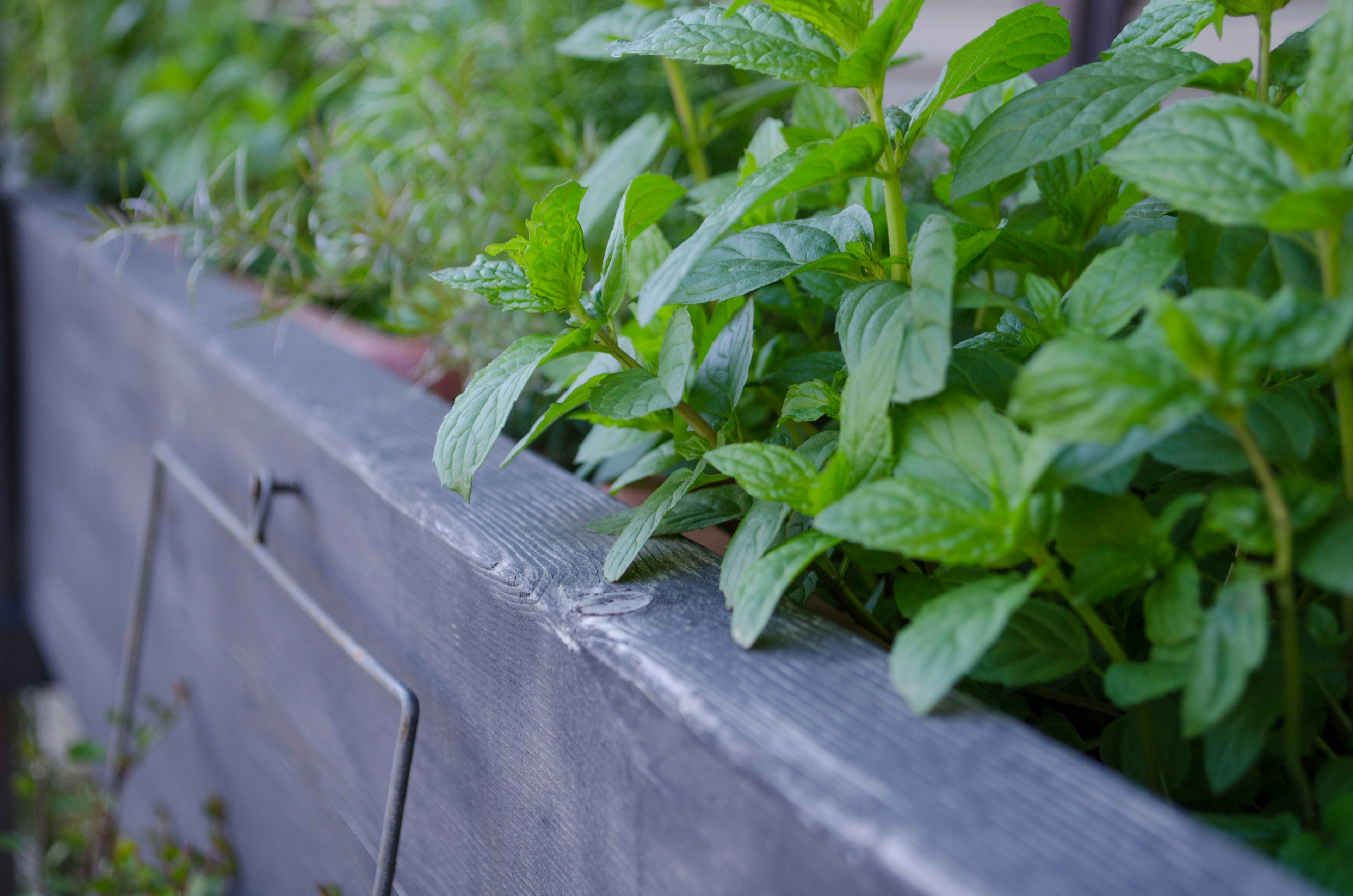 Close-up of lush mint plants growing in a planter