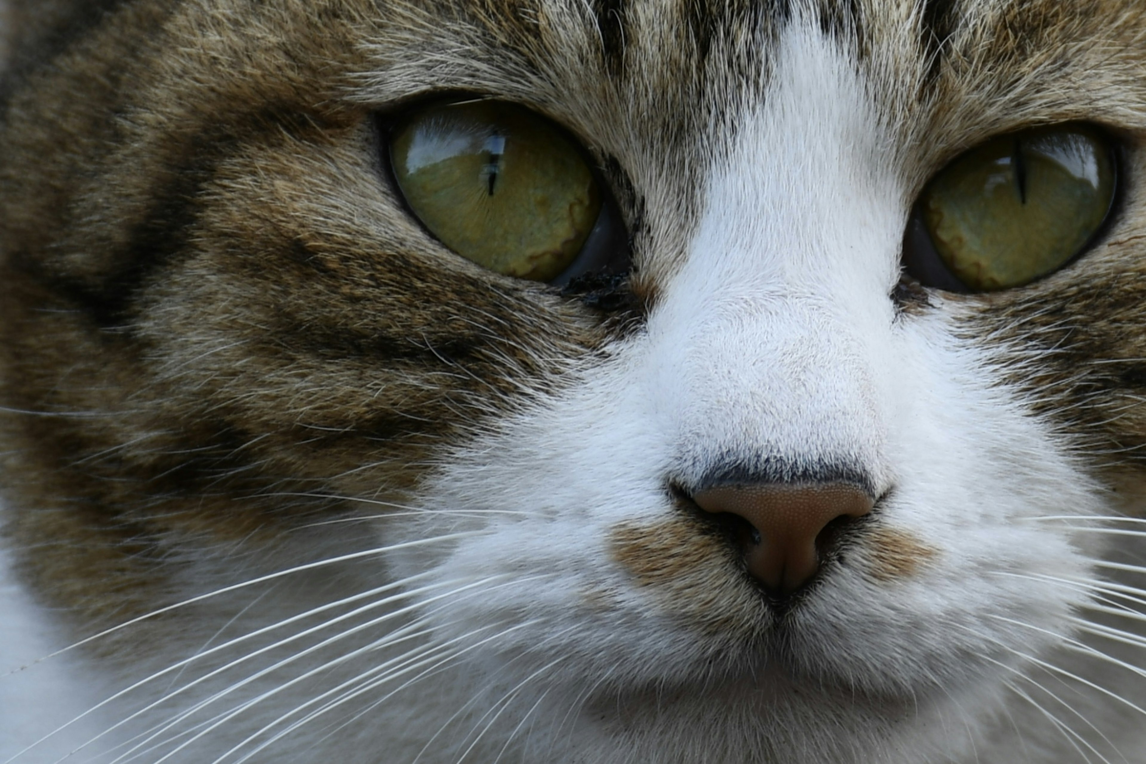 Nahaufnahme eines Katzenkopfes mit auffälligen grünen Augen und charakteristischen Fellmustern