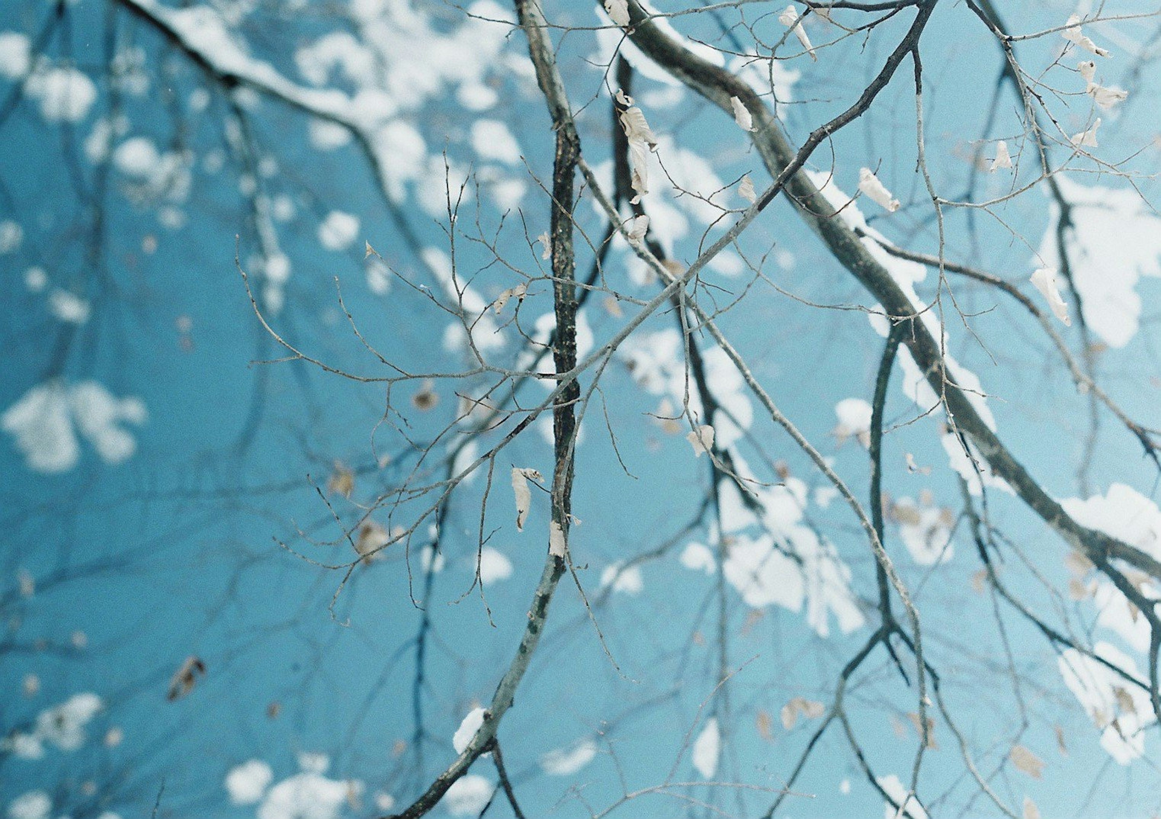 Close-up of snow-covered tree branches against a blue sky