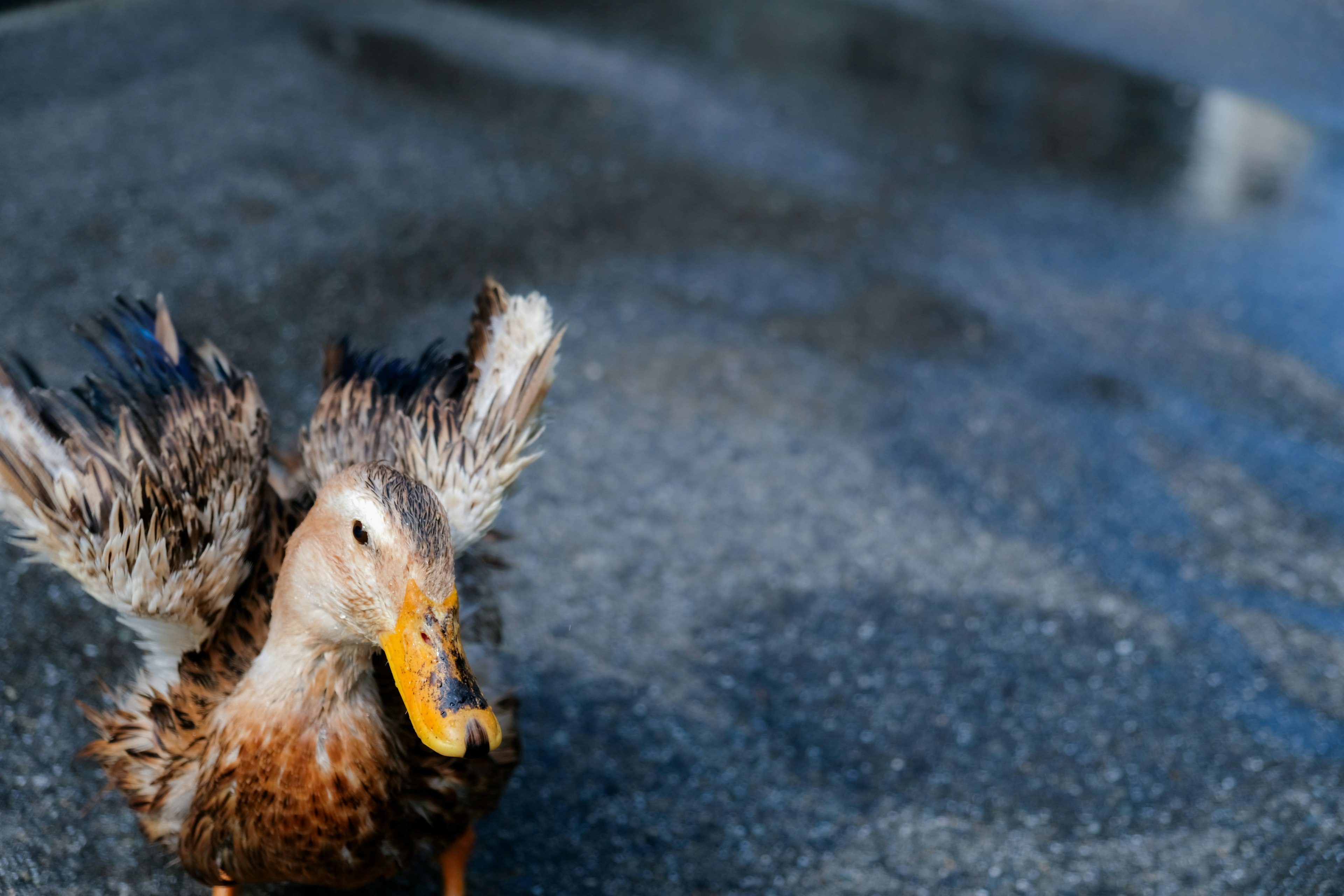 Seekor bebek yang mengembangkan sayapnya di genangan air