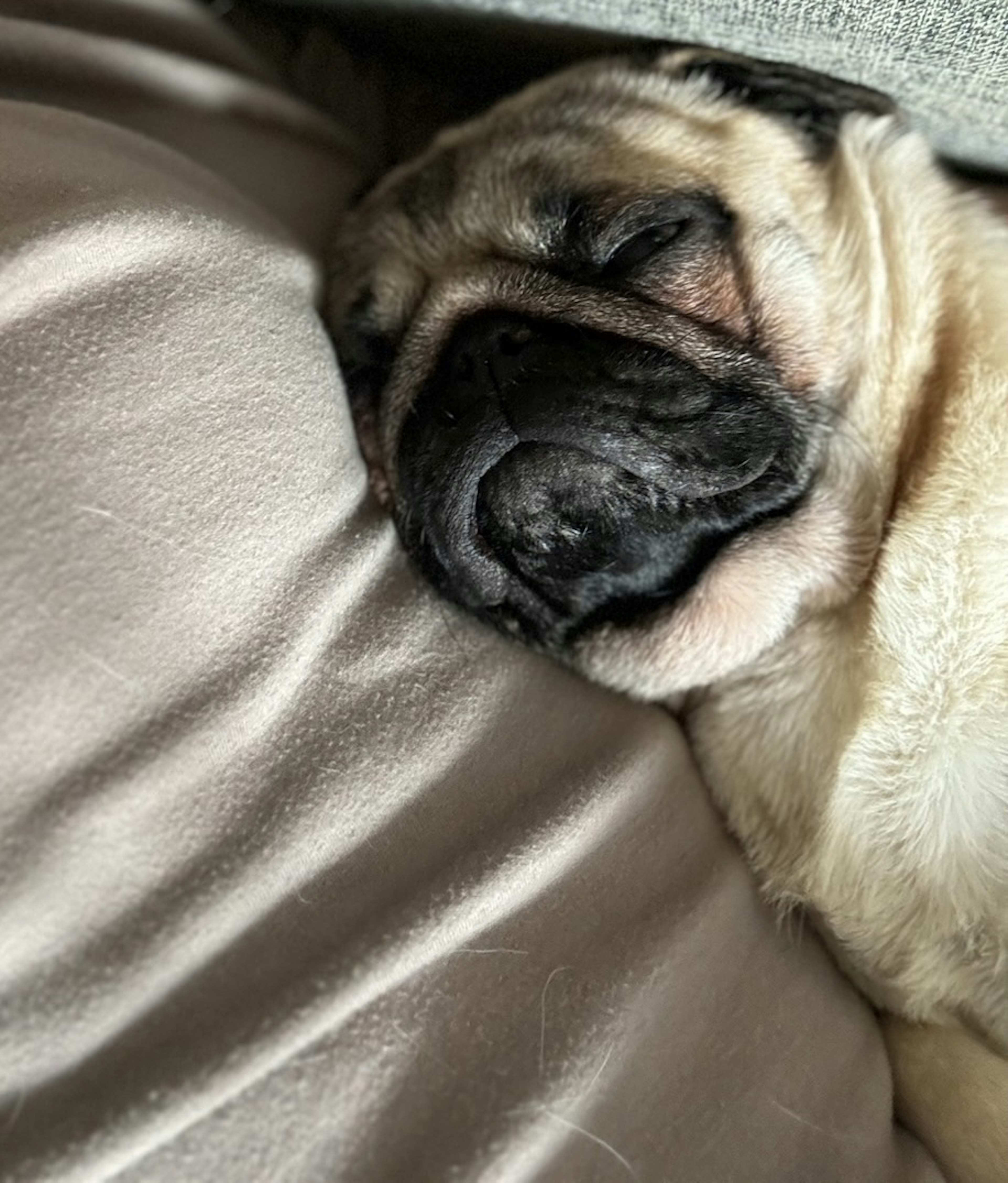 Cane carlino che dorme su un cuscino morbido