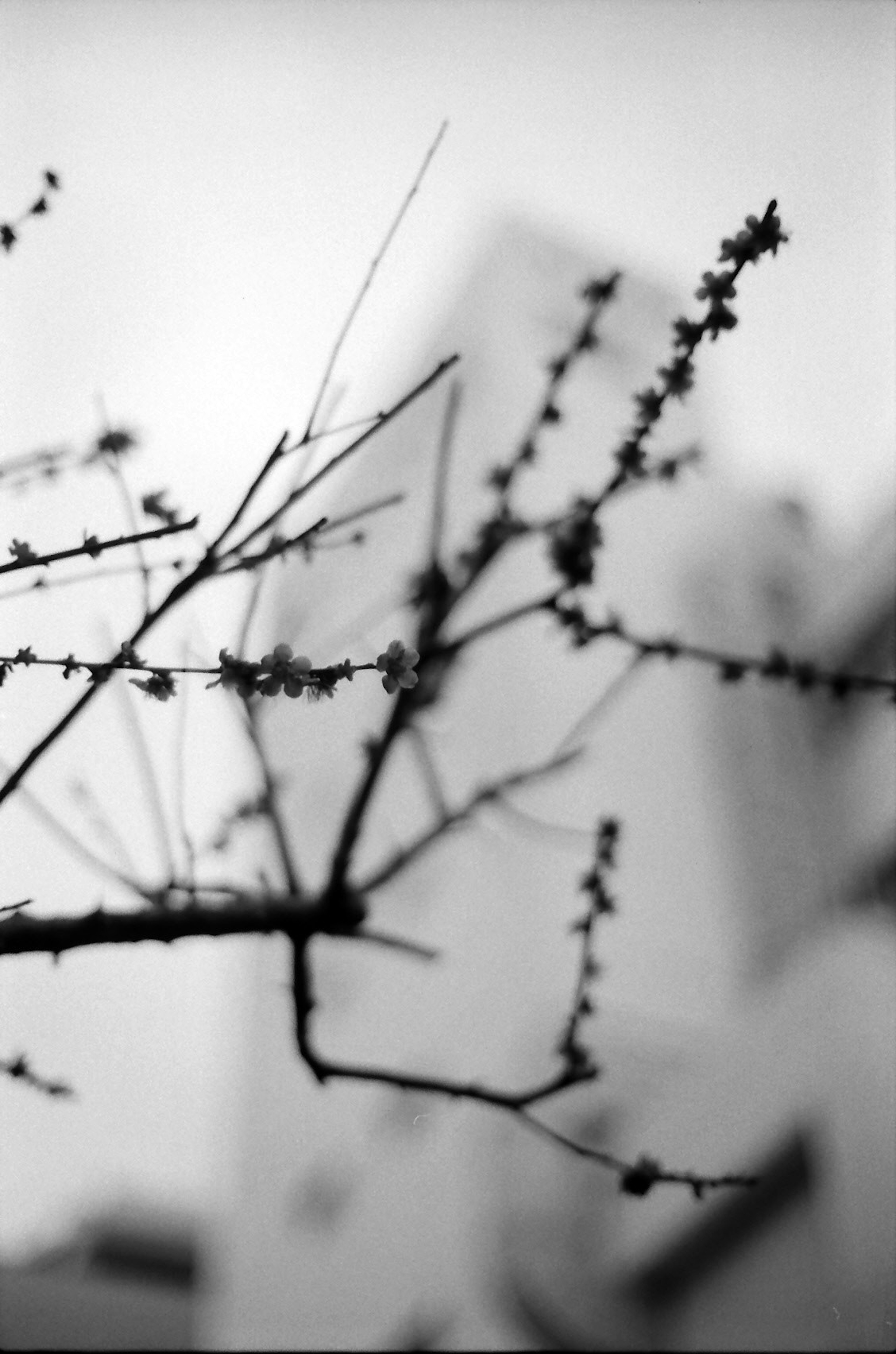 Abstract view of thin branches and buds against a black and white background