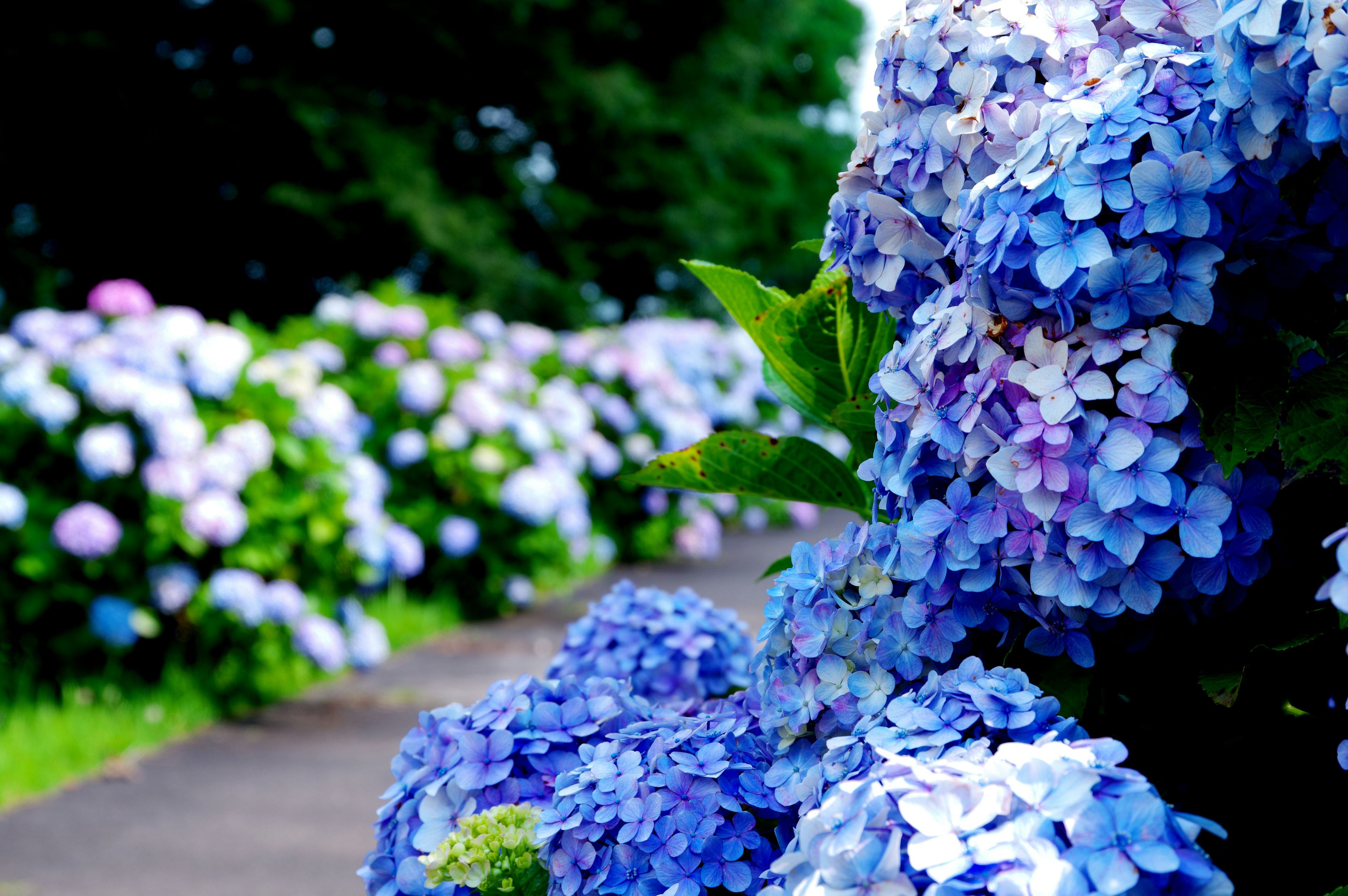 Chemin bordé d'hortensias bleus en fleurs