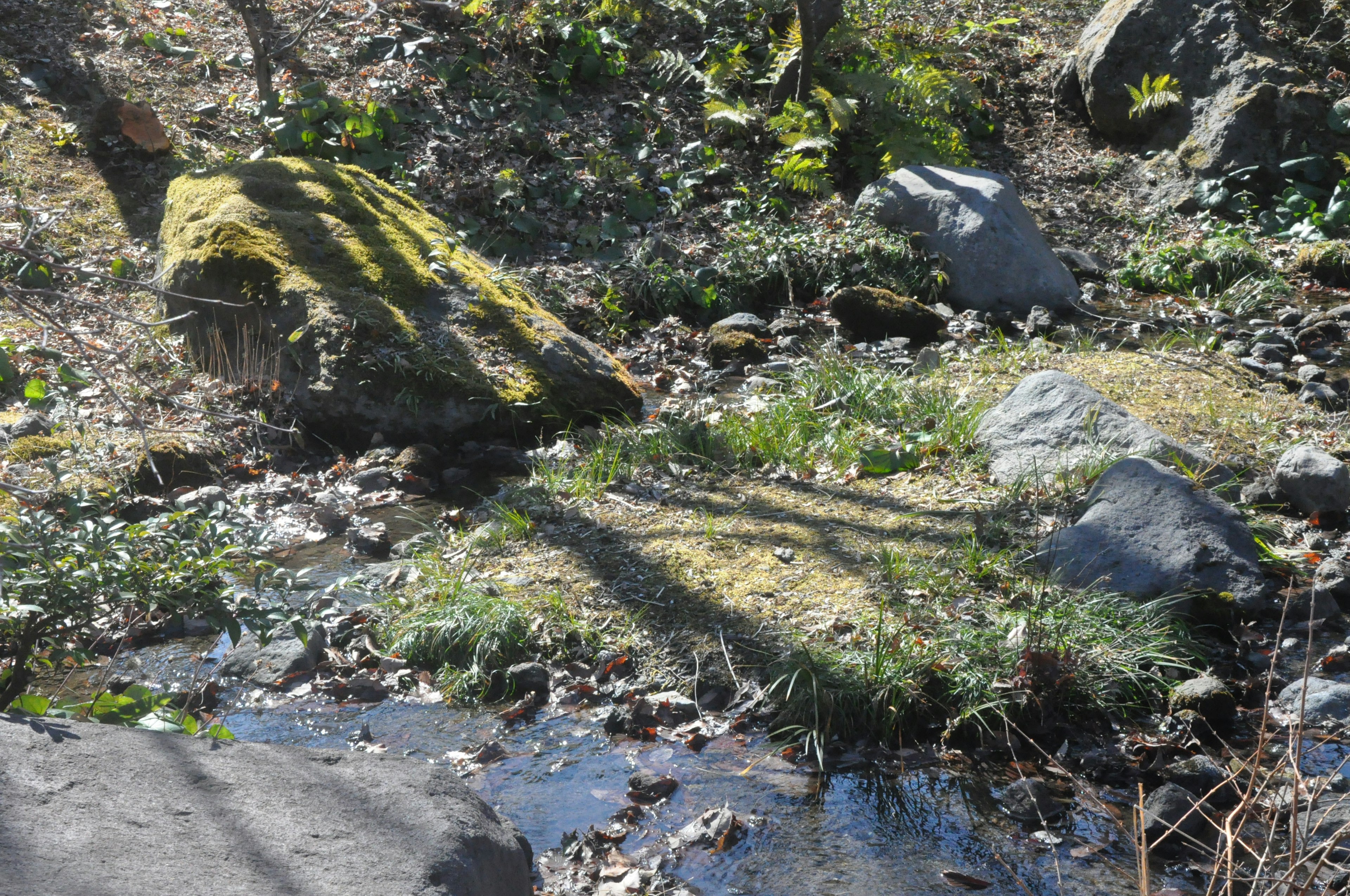 Natural landscape featuring a large moss-covered rock and a small stream