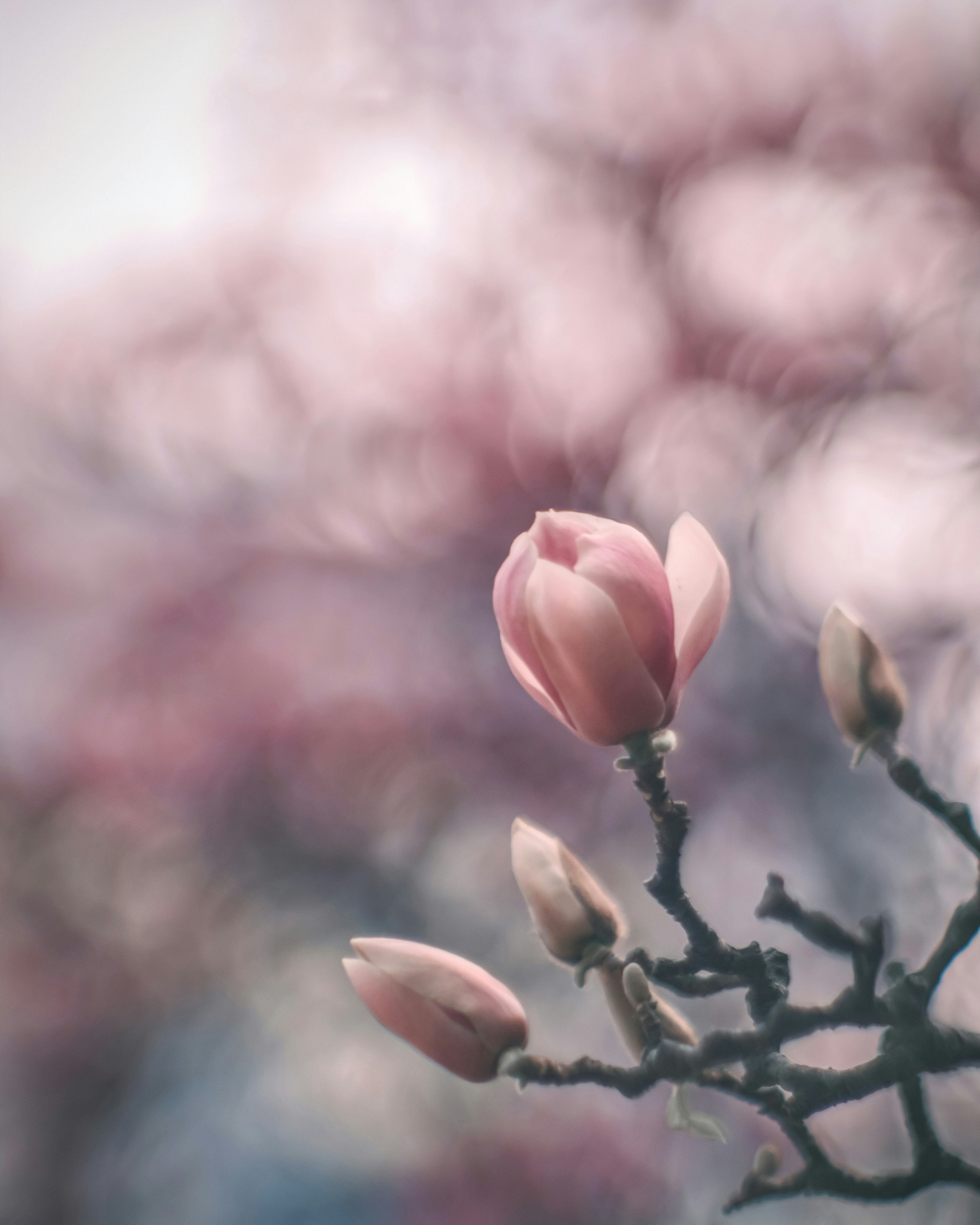 淡いピンクの花が咲いている木の枝のアップ