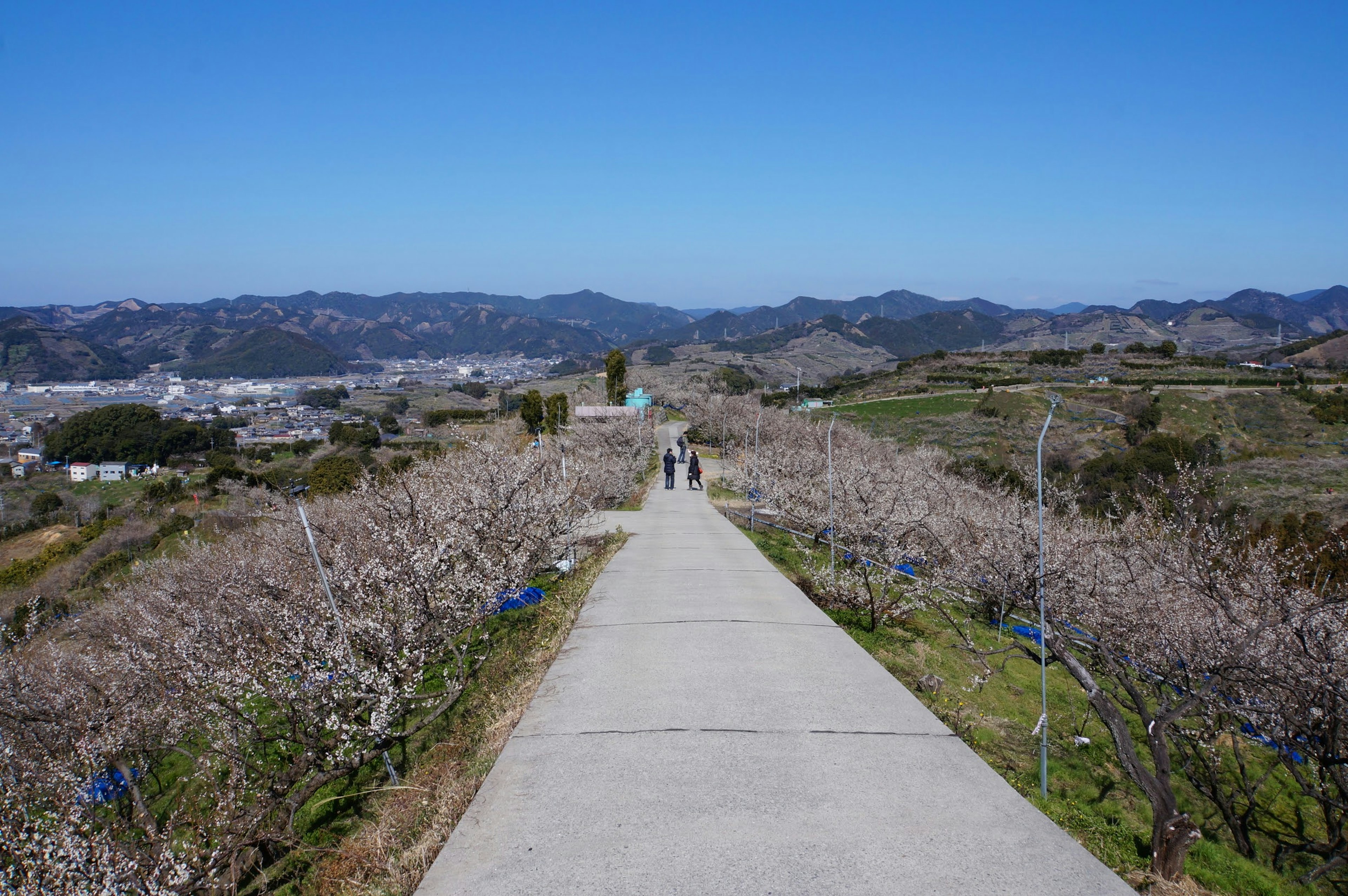 在晴朗的蓝天下，樱花小道的风景，远处可见山脉