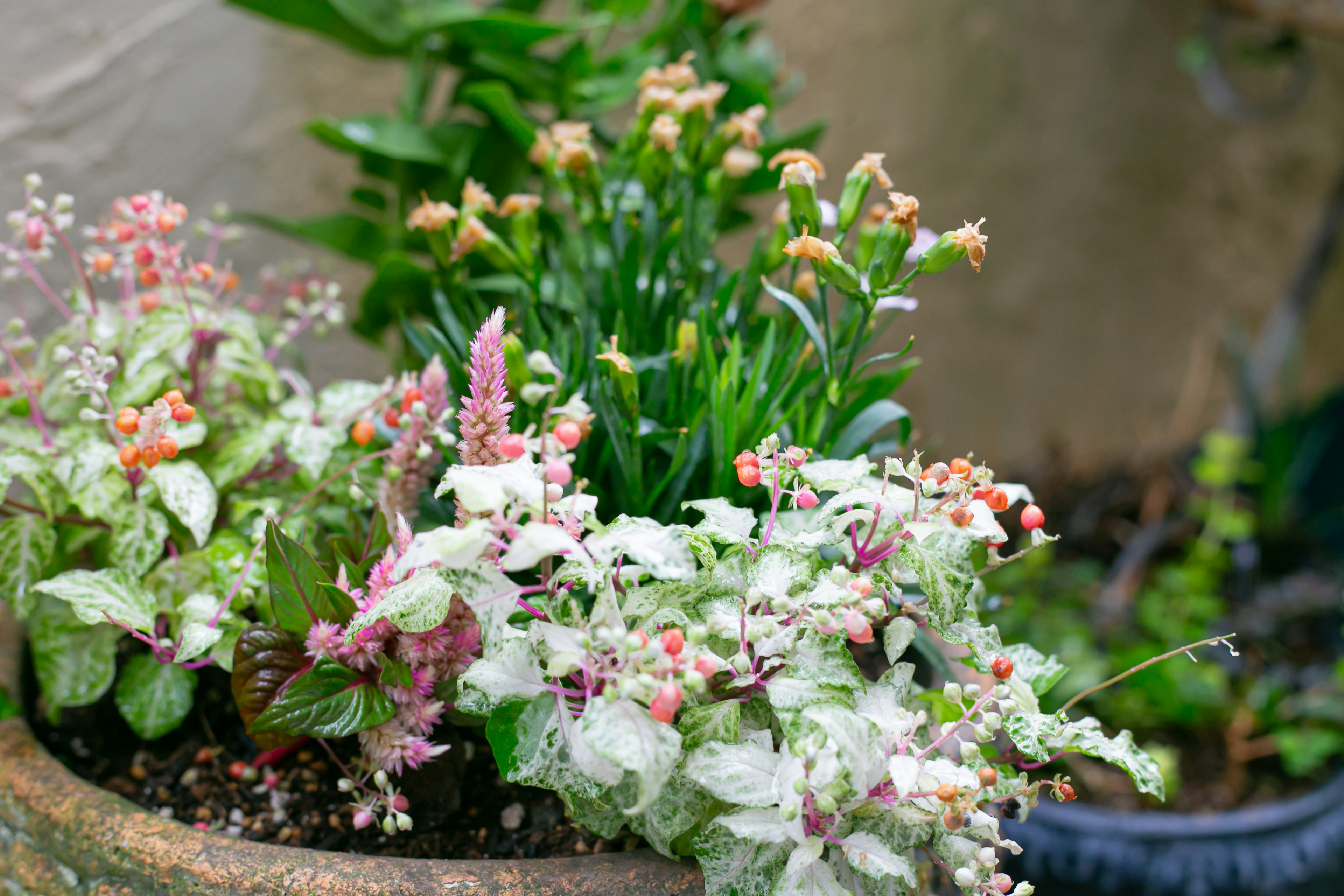 A variety of potted plants with colorful flowers and leaves