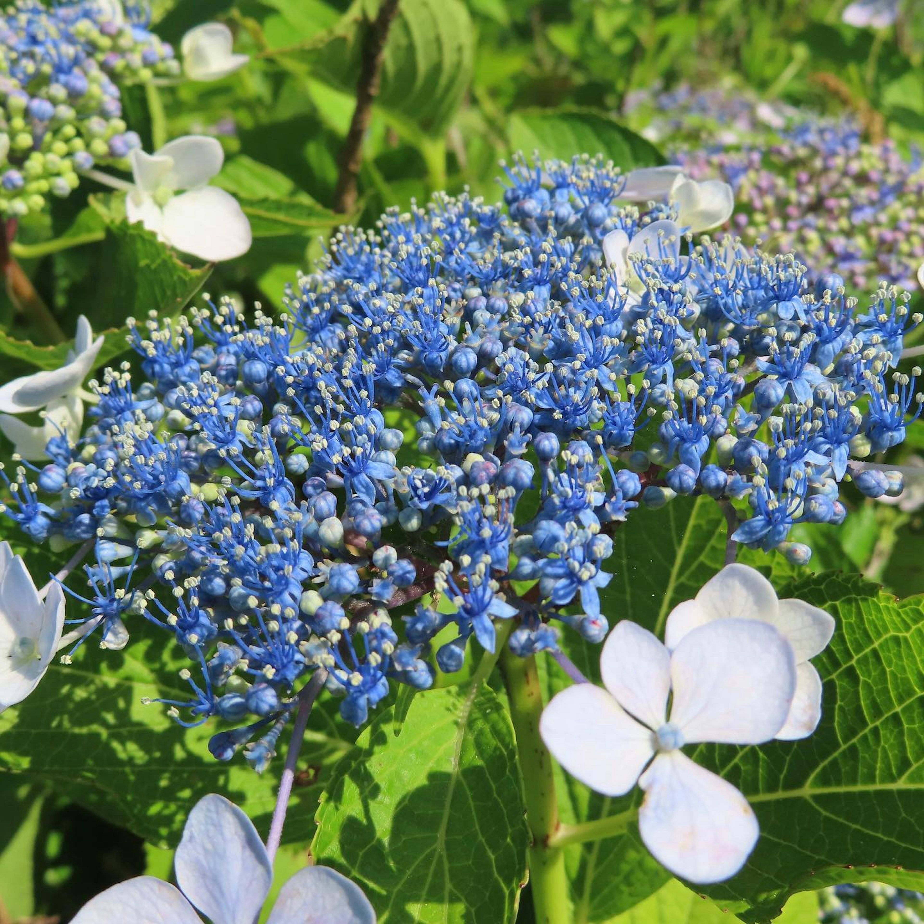 Acercamiento de una planta con flores azules y blancas